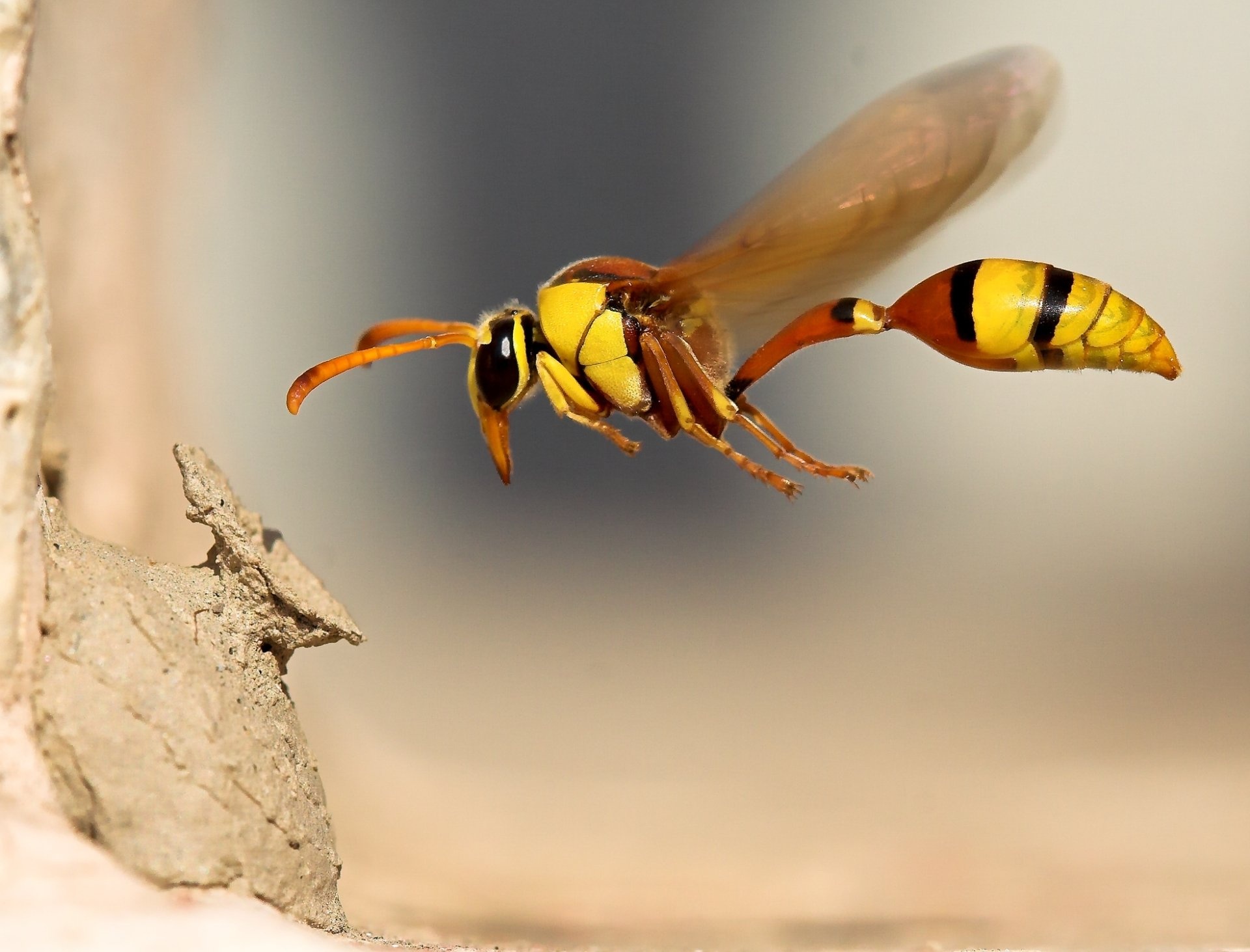 Wasp wallpapers, Insect beauty, Nature's tiny warriors, 4K resolution, 1920x1470 HD Desktop