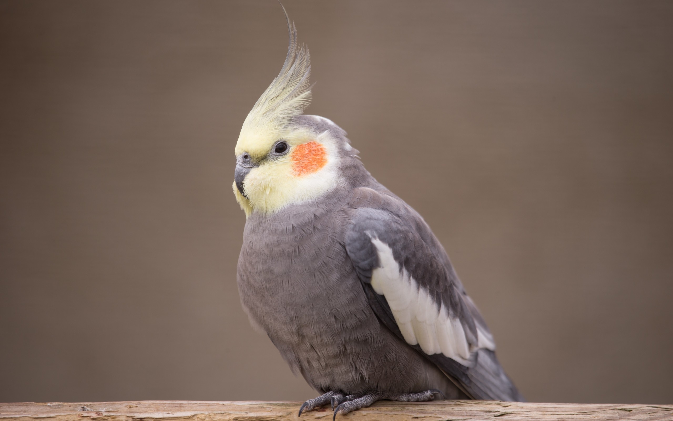HD cockatiel wallpaper, High-quality bird images, Vibrant plumage, Captivating avian close-ups, 2560x1600 HD Desktop