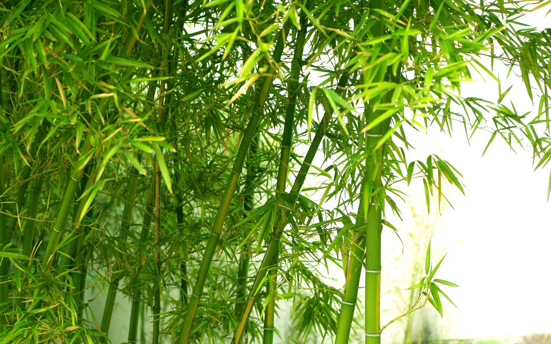 Bamboo: Green fresh nature landscape, Some of the fastest growing plants on Earth. 1920x1200 HD Background.