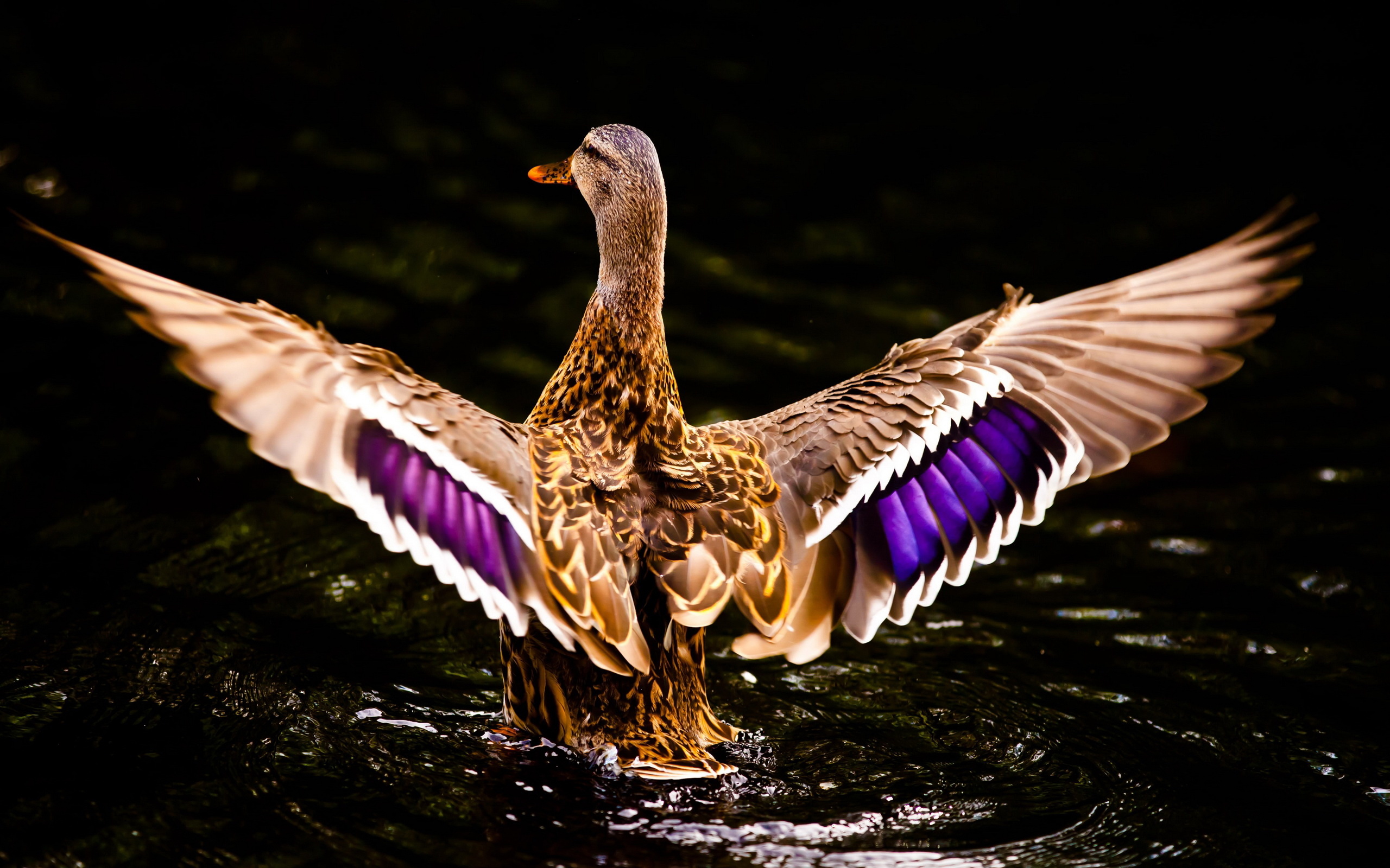 Majestic duck, Elegant plumage, Nature's masterpiece, Brilliant colors, 2560x1600 HD Desktop