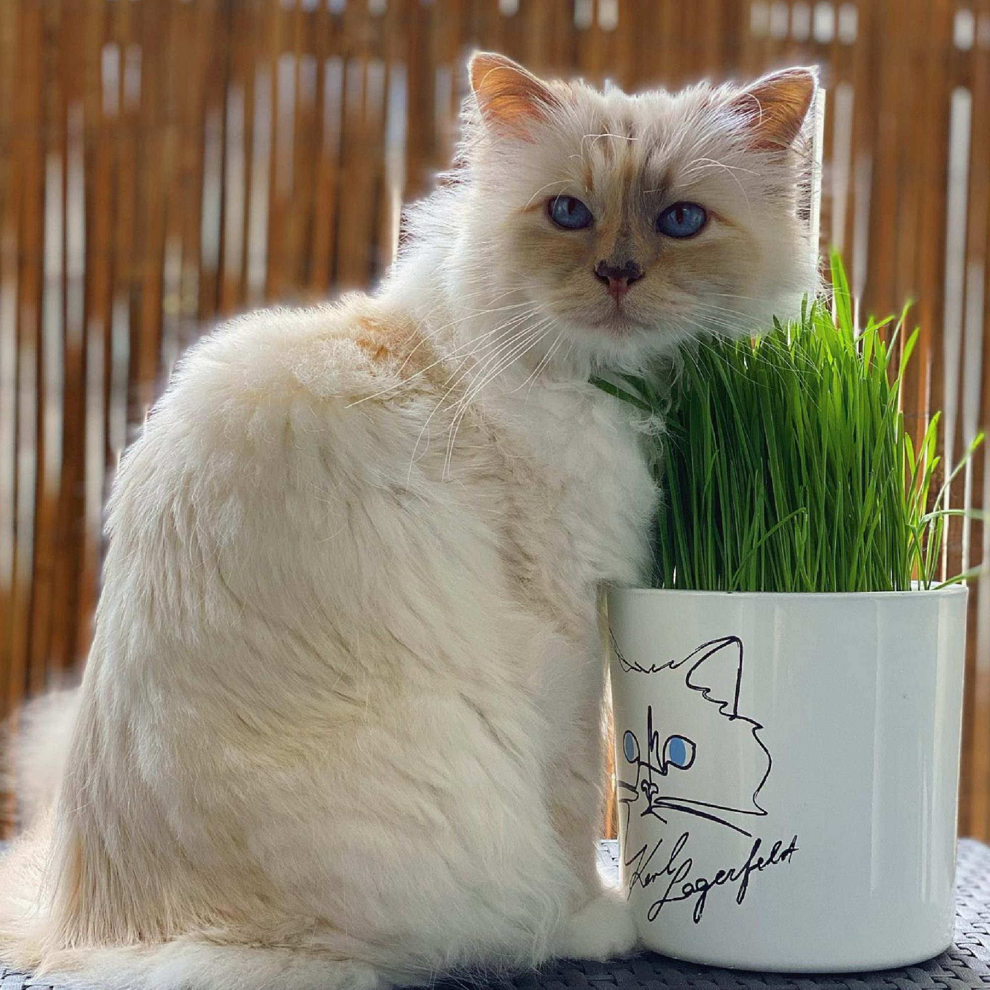 Influencer e milionaria: questa Choupette, la gattina del compianto Karl Lagerfeld 2000x2000