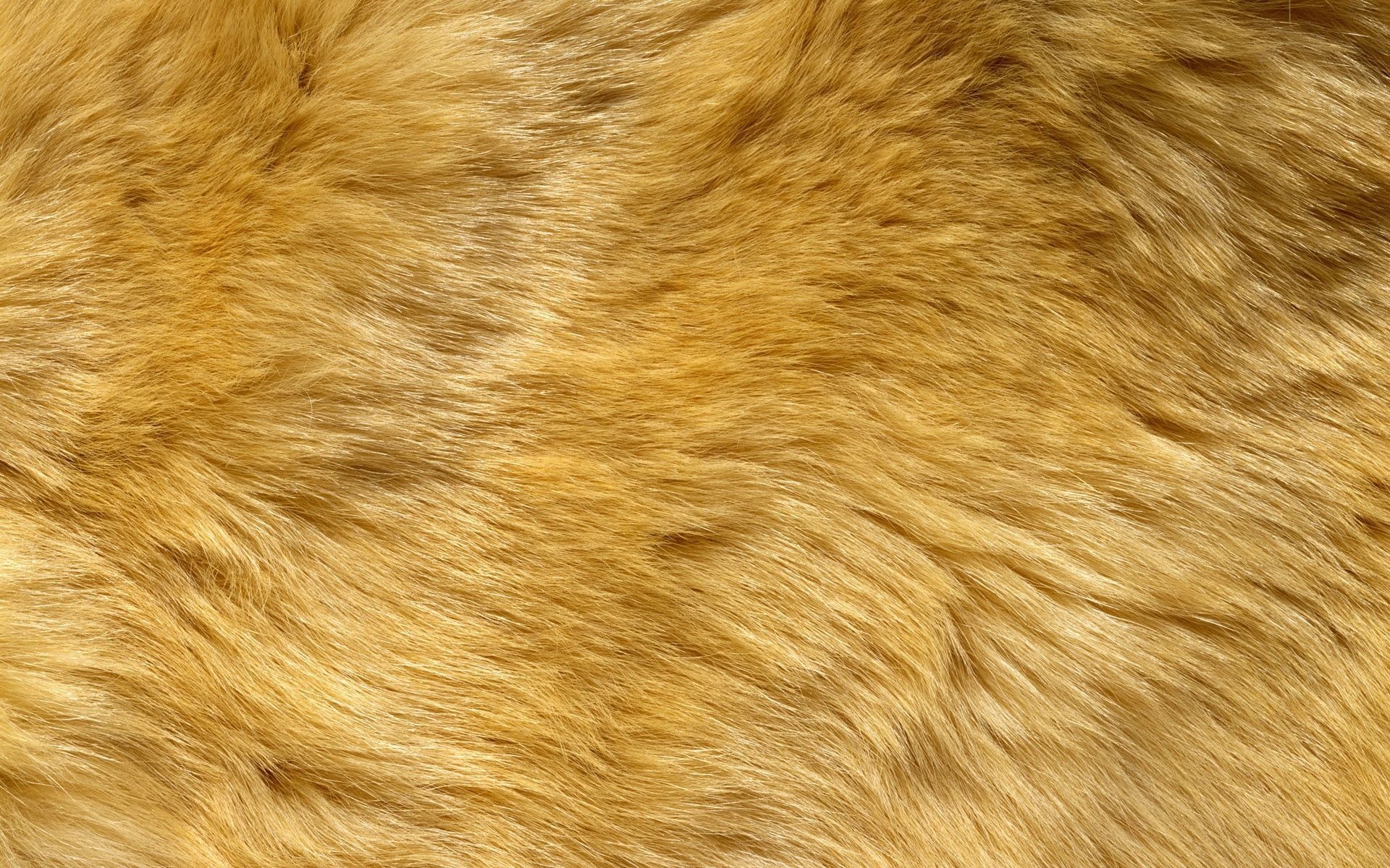Lion fur texture, Textured background, Animal pattern, Rich colors, 1920x1200 HD Desktop