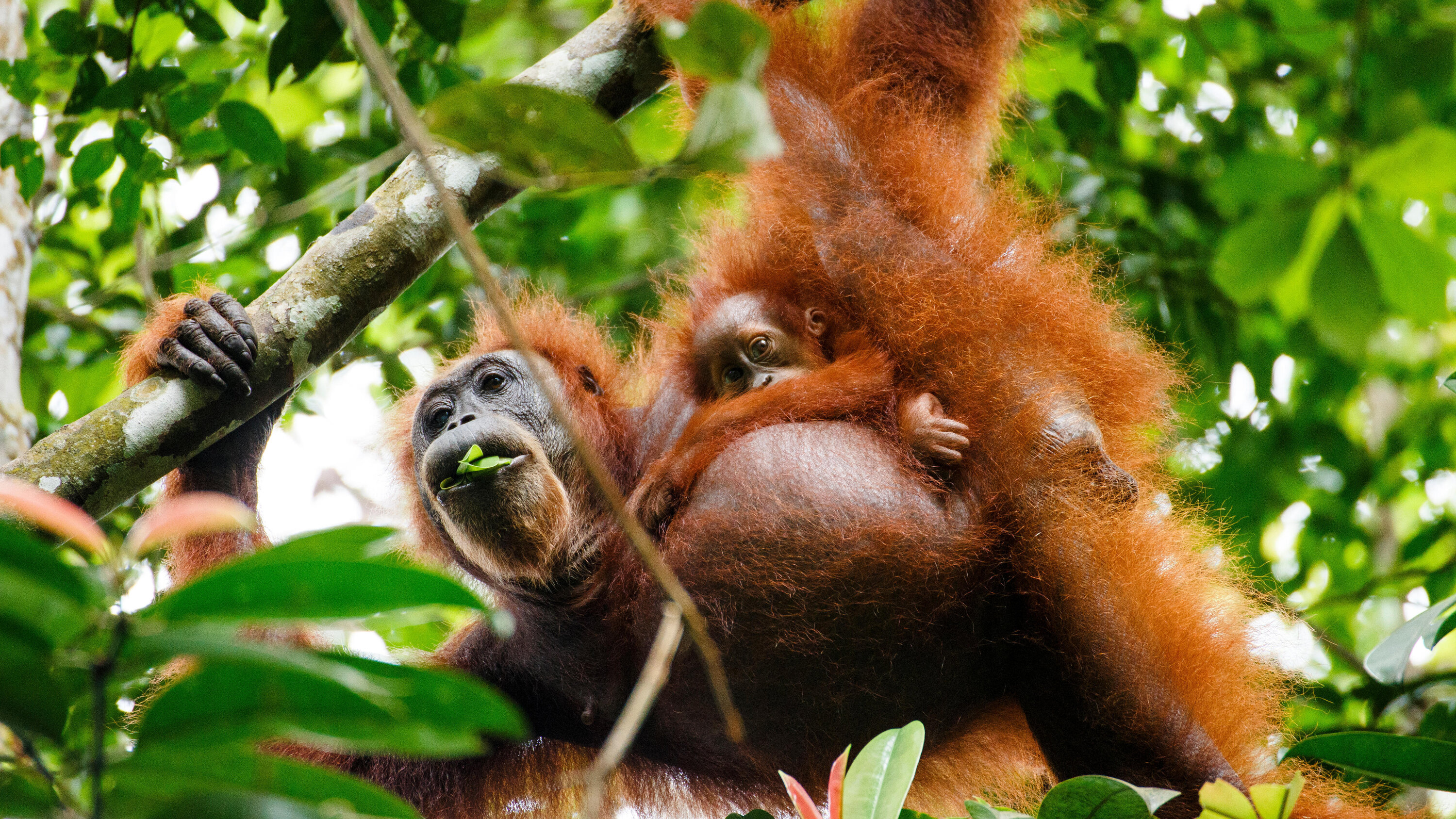 In orangutan parenting, Kids can get their own dinner, Parental guidance, Independent learning, 3000x1690 HD Desktop