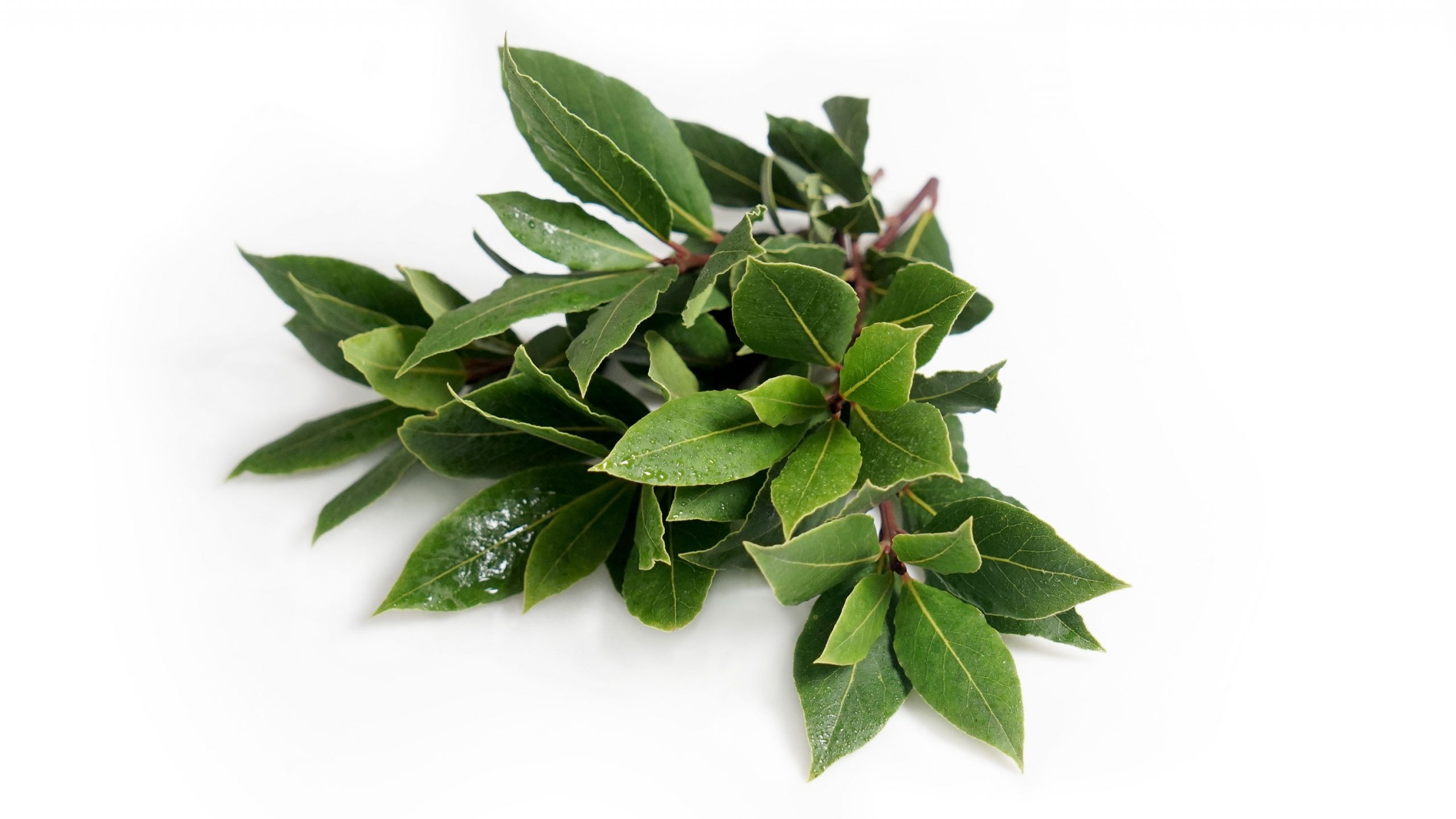 Bay leaves, Fine herbs, Bttcher gardening, 2560x1440 HD Desktop