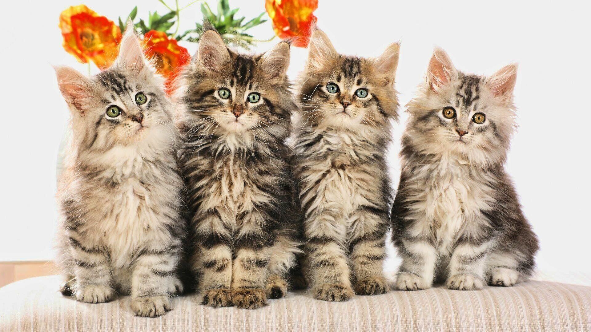 Kitten: Commonly kept as house pets, Feline, Cats. 1920x1080 Full HD Wallpaper.