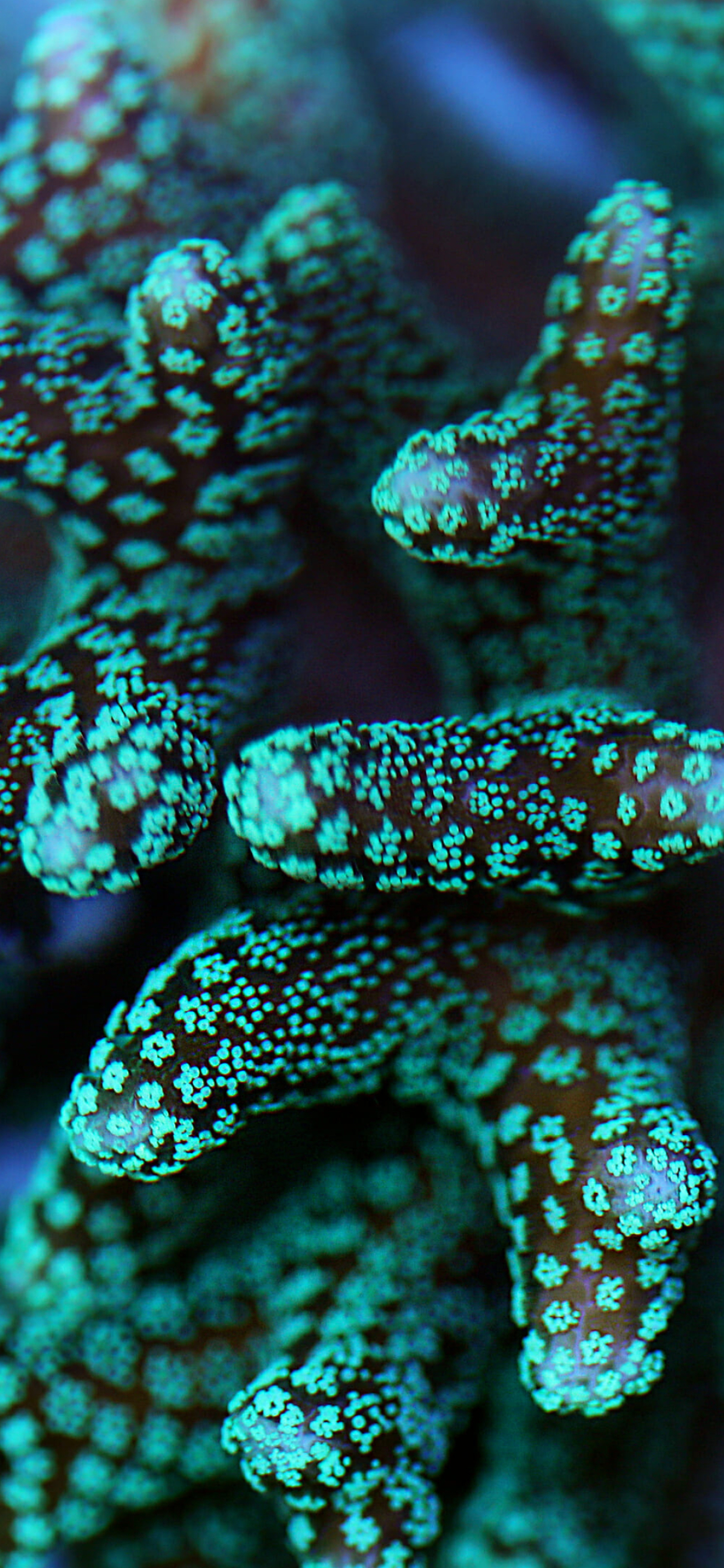 Coral reef awareness, Georgia Aquarium tribute, Ocean conservation, Underwater appreciation, 1250x2690 HD Phone
