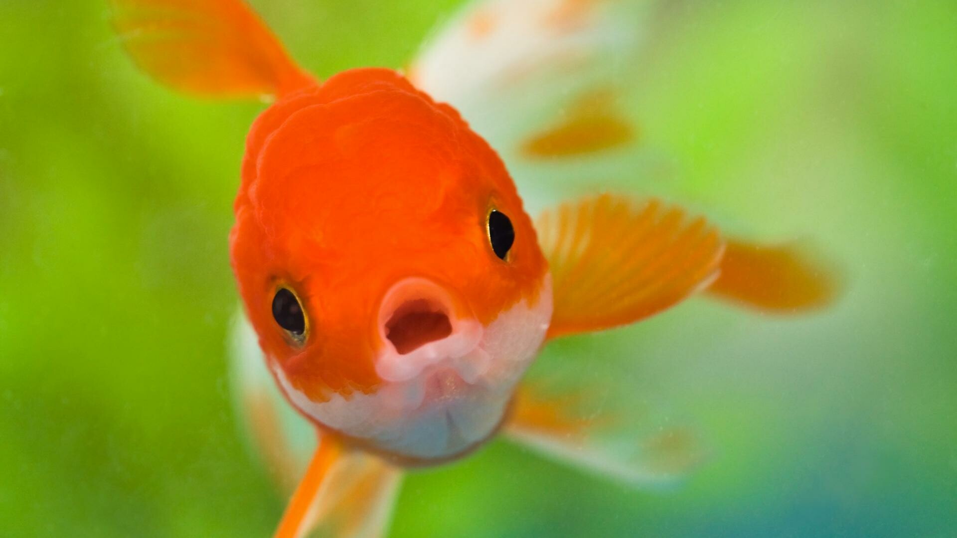 Cute fish, Underwater beauty, Colorful marine life, Aquatic animals, 1920x1080 Full HD Desktop