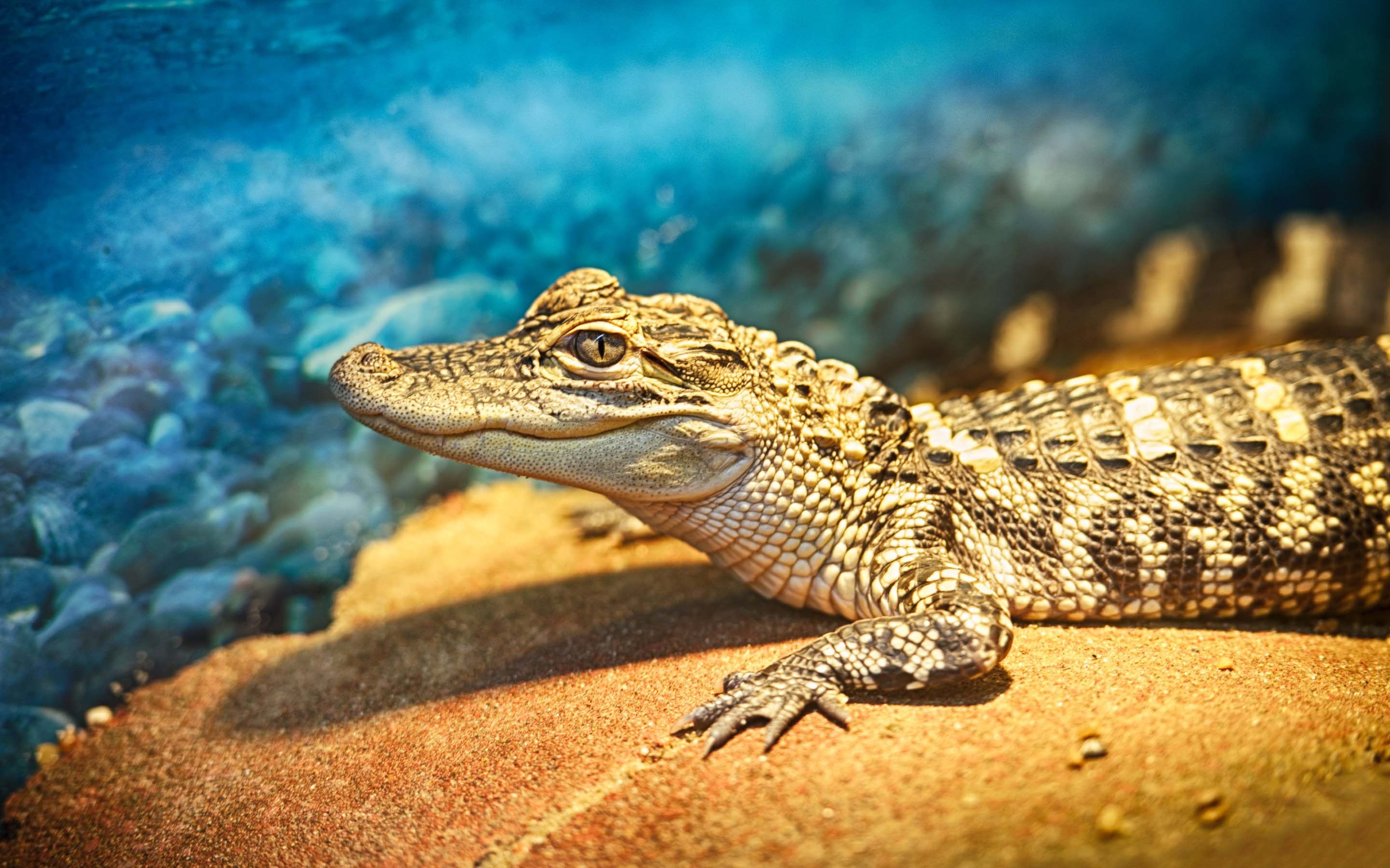 Crocodile: The American alligator, A large crocodilian reptile native to the Southeastern United States. 2880x1800 HD Background.