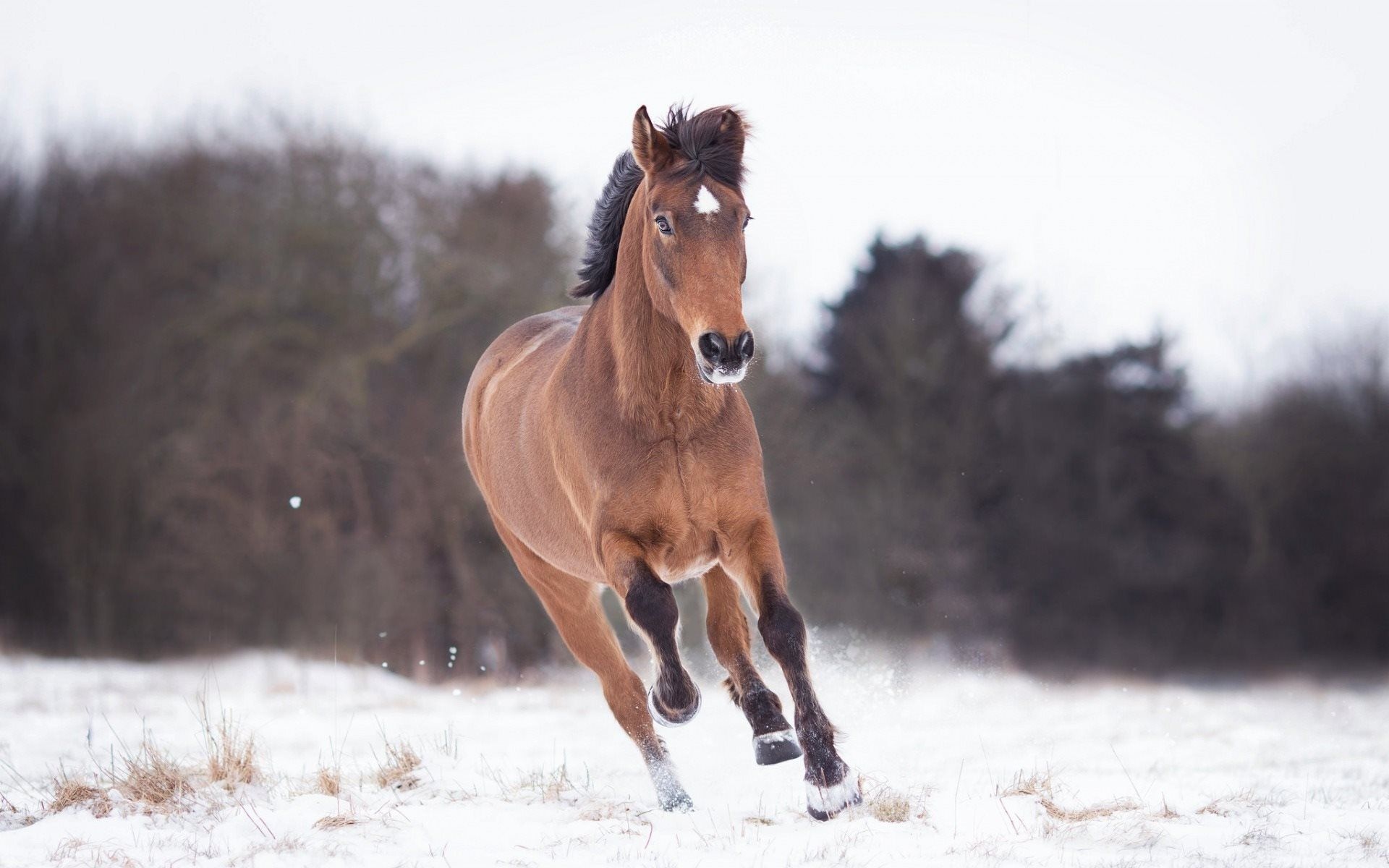 Horses in the Snow, Winter scenery, Pristine white, Icelandic beauty, 1920x1200 HD Desktop
