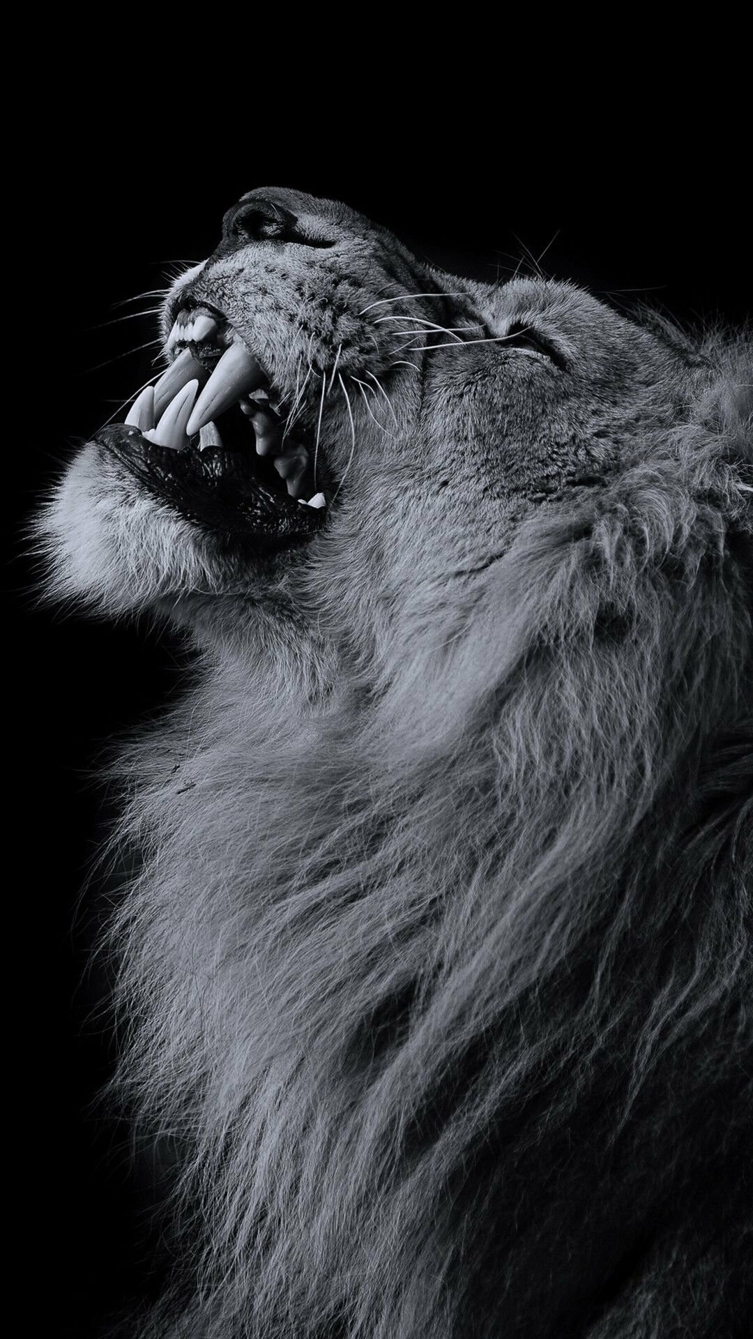 Lion: Males are unique among the cat species for their thick mane of brown or black hair encircling their head and neck, Monochrome. 1080x1920 Full HD Wallpaper.