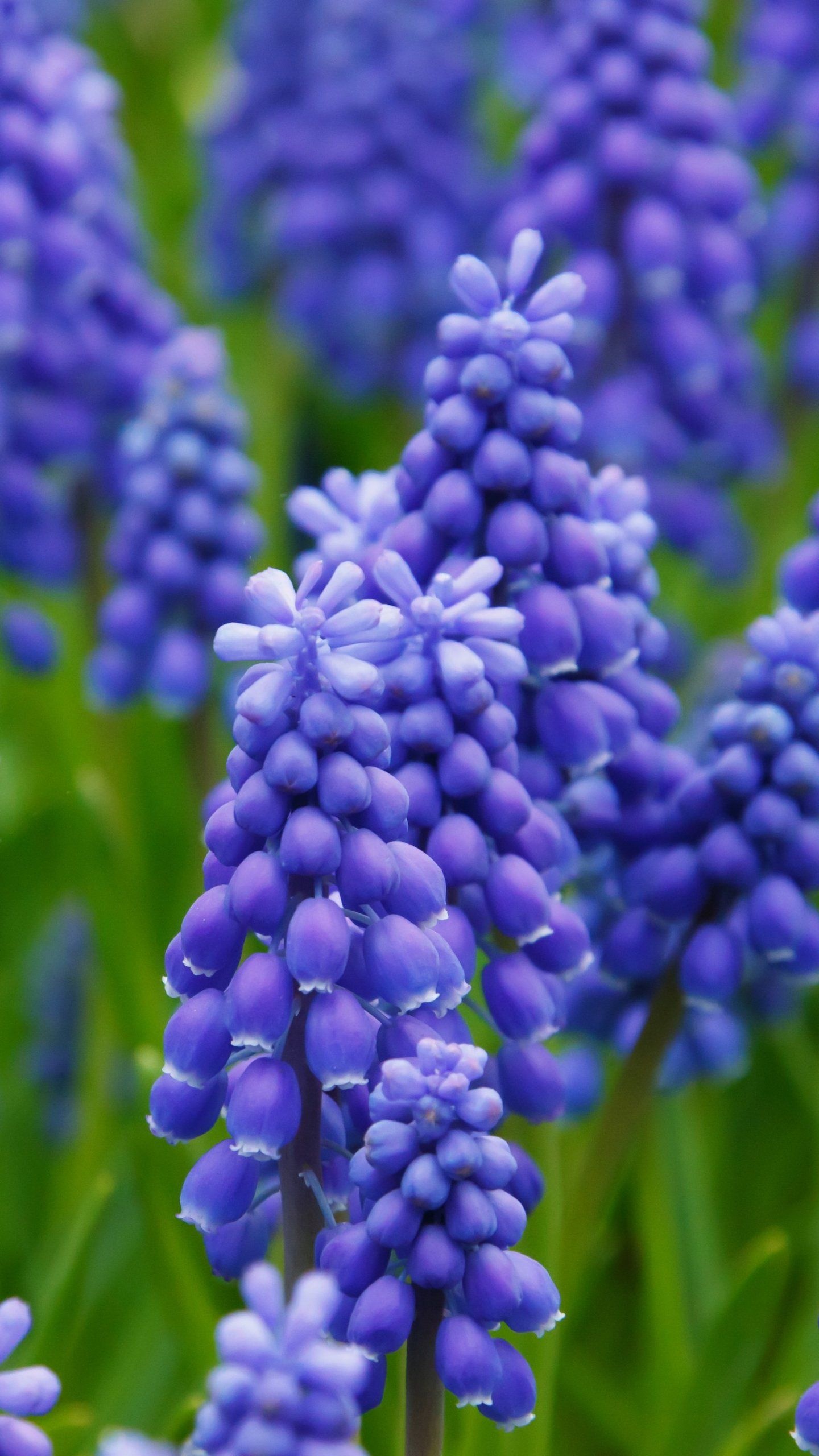 Grape hyacinth wallpaper, Beautiful flowers, Spring blossoms, Desktop background, 1440x2560 HD Handy