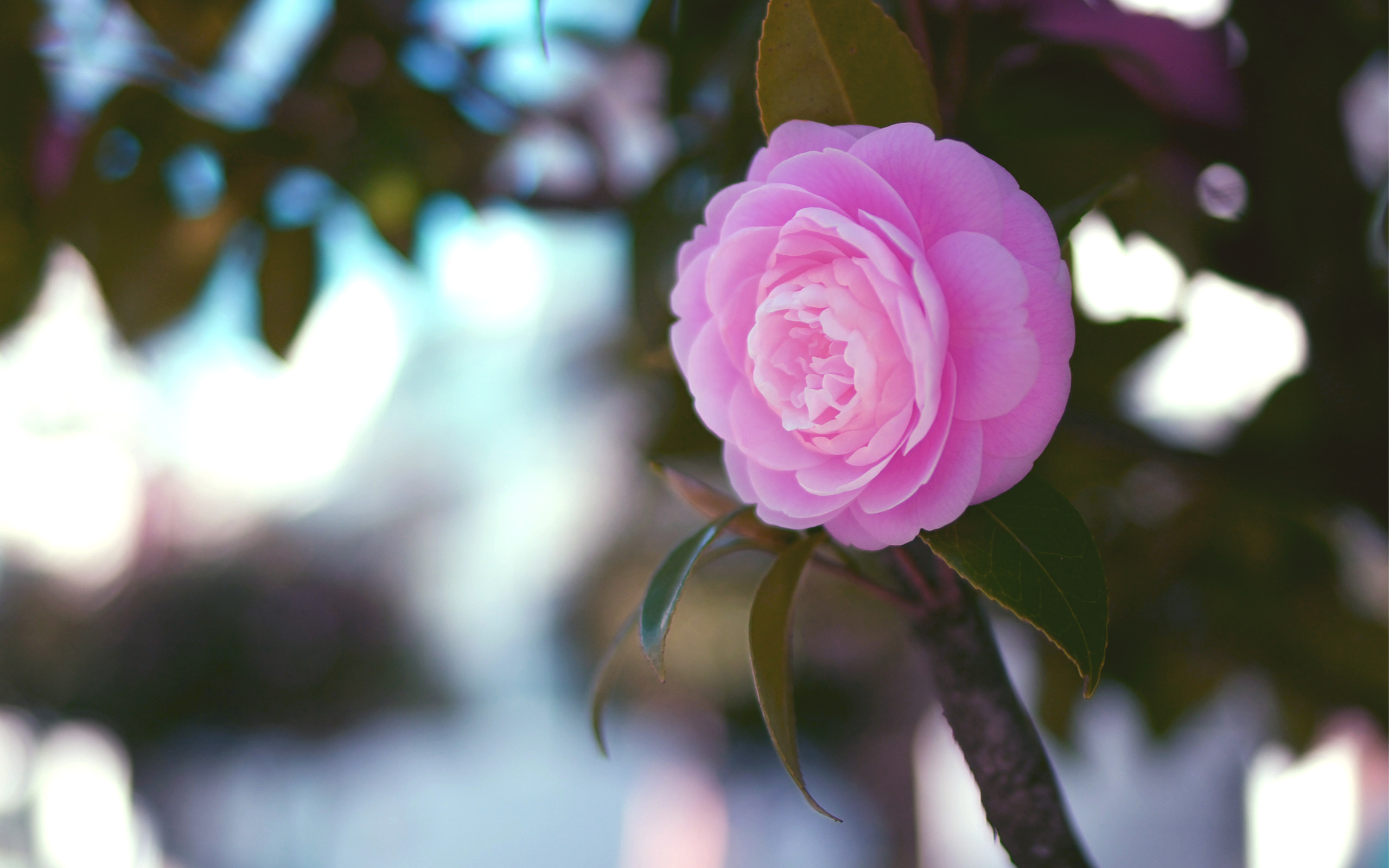 Camellia HD wallpaper, Background image, Nature's beauty, Floral treasures, 2560x1600 HD Desktop