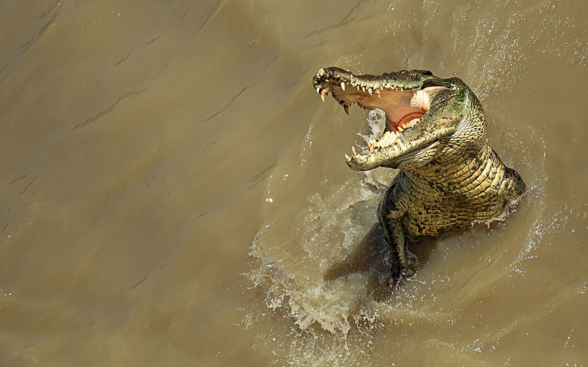 Crocodile: Alligator, Carnivorous, thick-skinned, long-bodied, aquatic, crocodilian reptile. 1920x1200 HD Wallpaper.