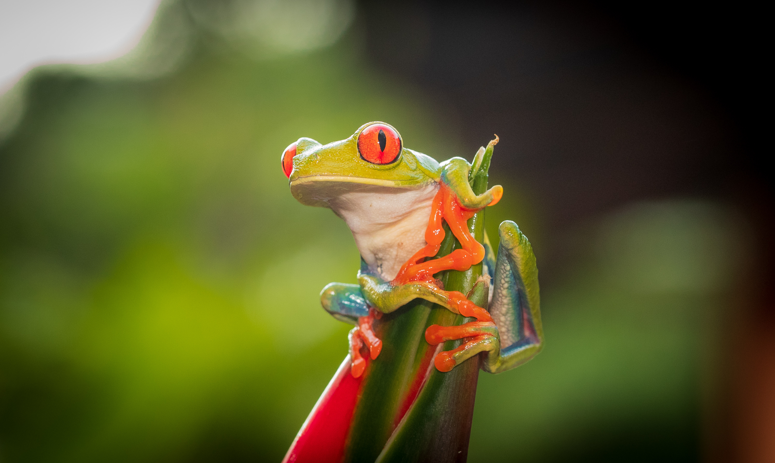 Frog wallpapers, Wallpaper collection, Animal photography, Nature-themed, 3210x1920 HD Desktop