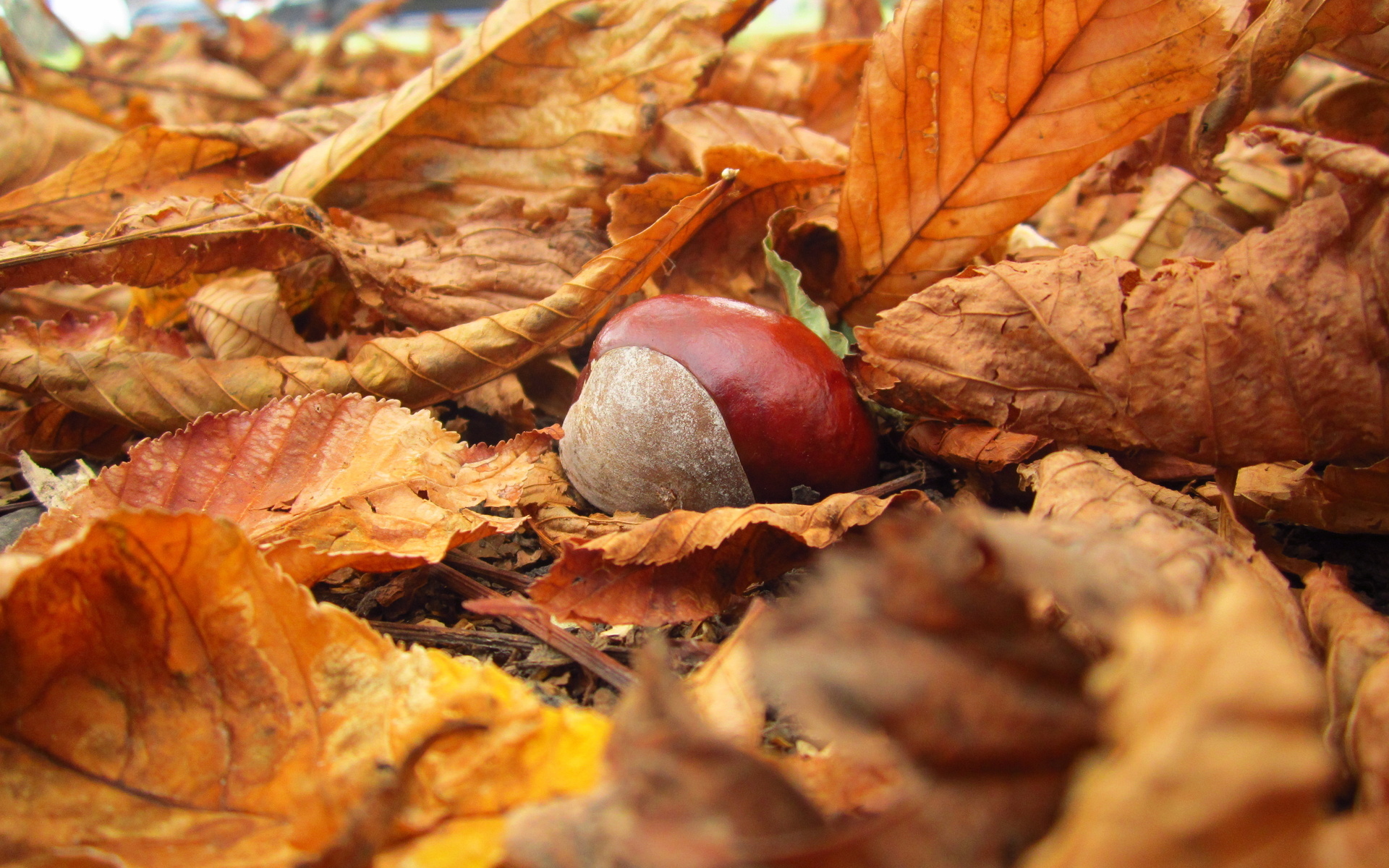 Yellow nature chestnut leaves, Autumn wallpaper, Serene beauty, Seasonal vibes, 1920x1200 HD Desktop
