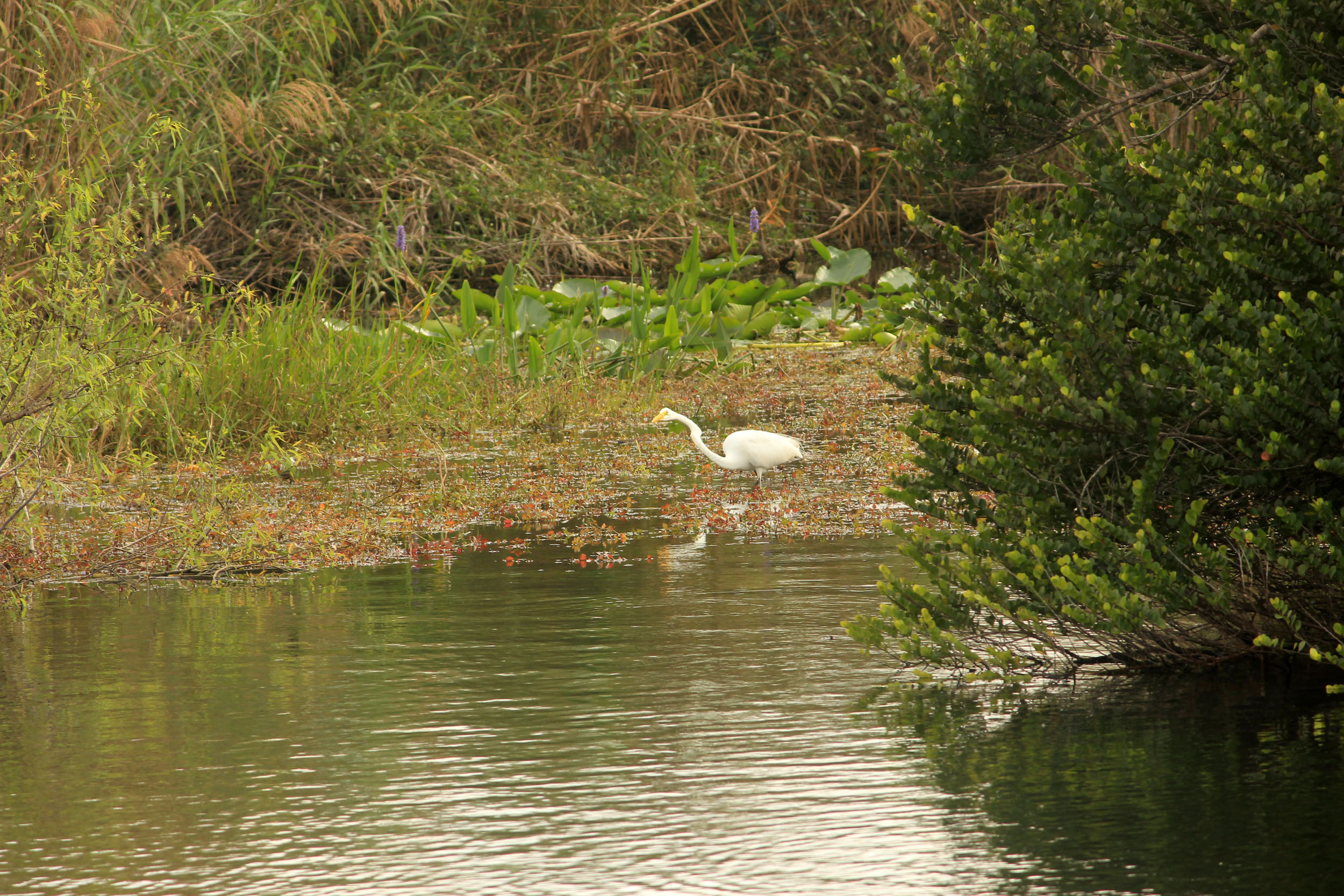 Reiher watend im Everglades-Nationalpark, 2500x1670 HD Desktop