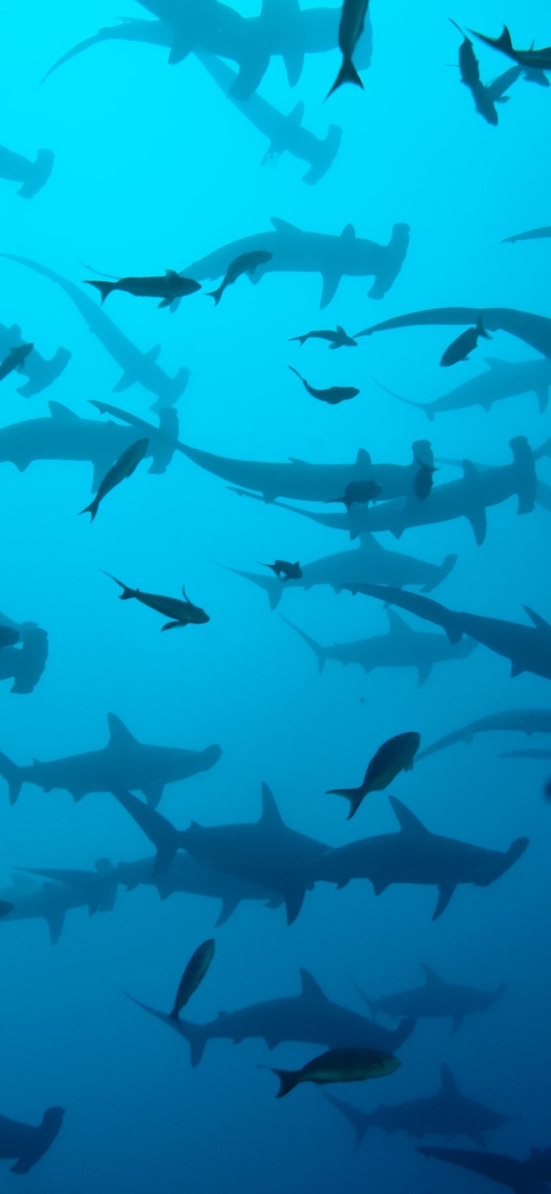 Hammerhead sharks, Cocos Island, Diving adventure, Marine life, 1080x2340 HD Phone