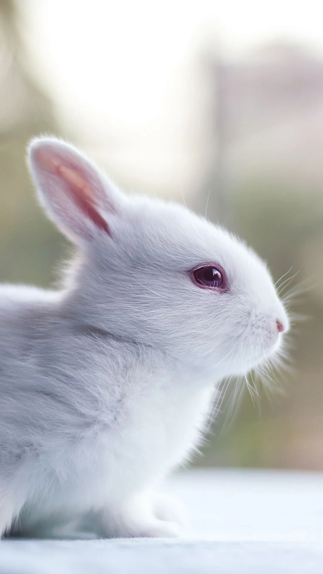 Bunny: White rabbit, A small furry animal with long ears. 1080x1920 Full HD Wallpaper.