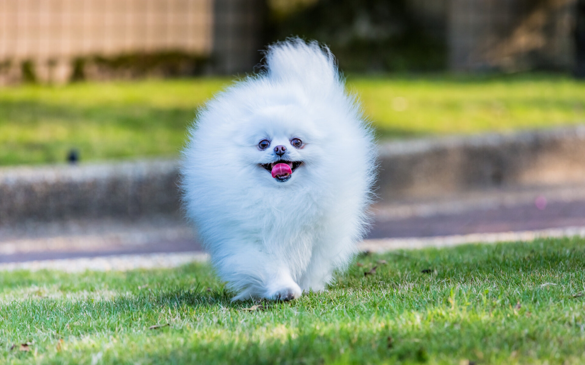 Pomeranian: Compact but sturdy dogs with an abundant textured coat. 1920x1200 HD Wallpaper.