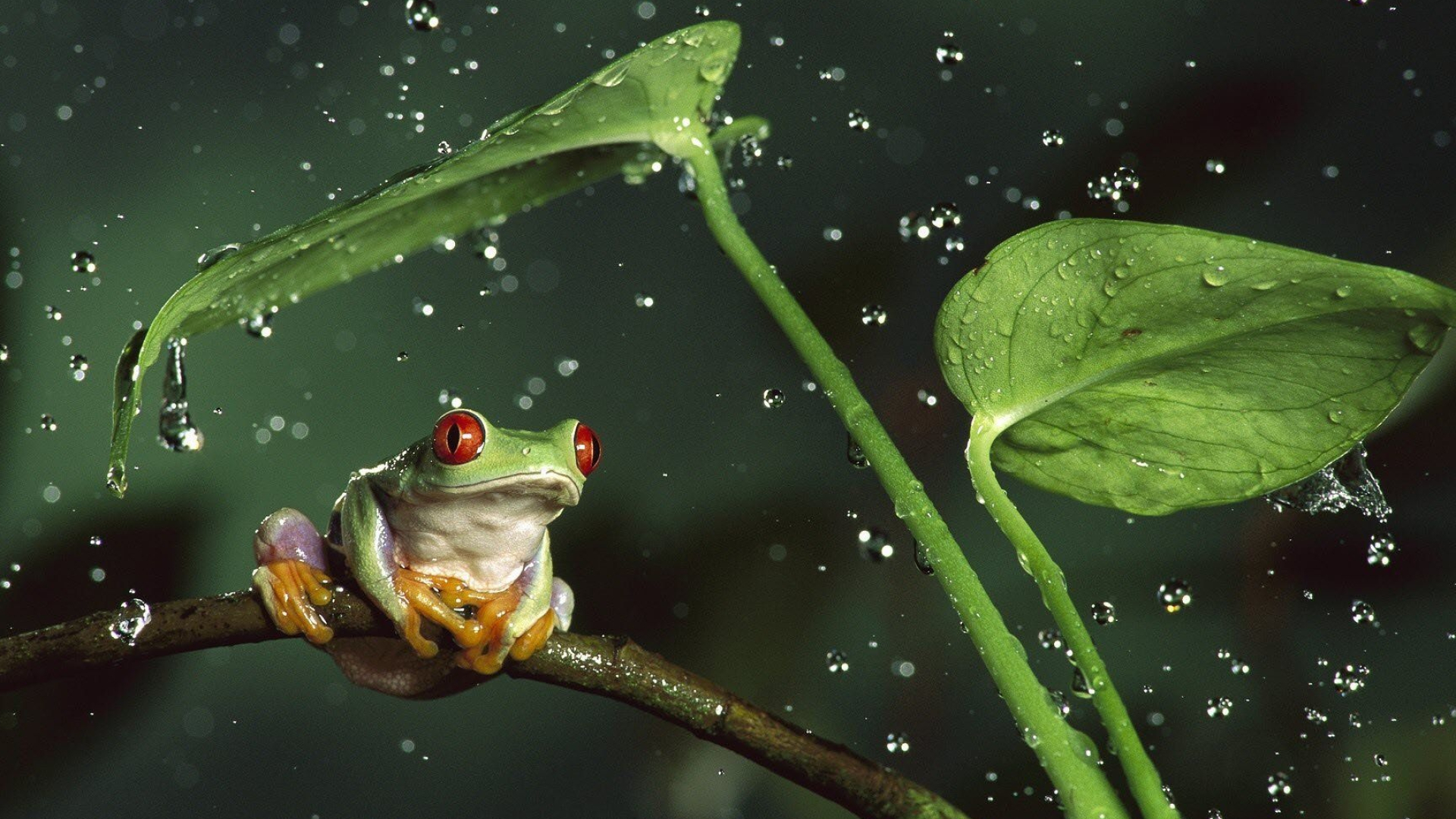 HD frog wallpapers, Clear and vibrant, High-definition detail, Desktop-worthy, 1920x1080 Full HD Desktop
