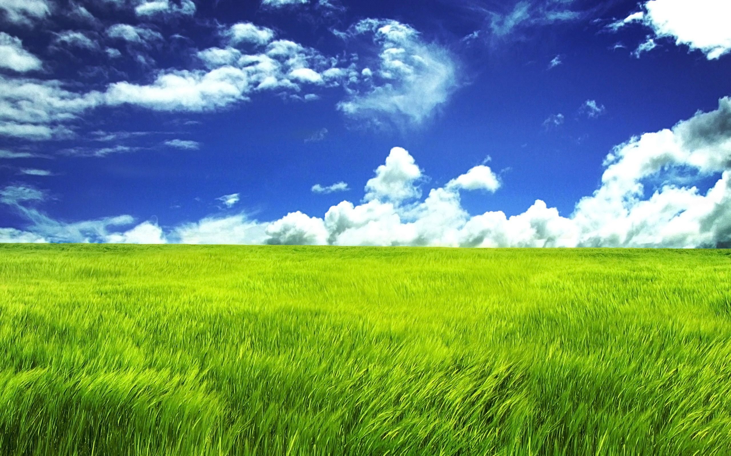 Grass and Sky: Field, Landscape, Pasture, Grazing, Outlying area, Non-metropolitan area. 2560x1600 HD Wallpaper.