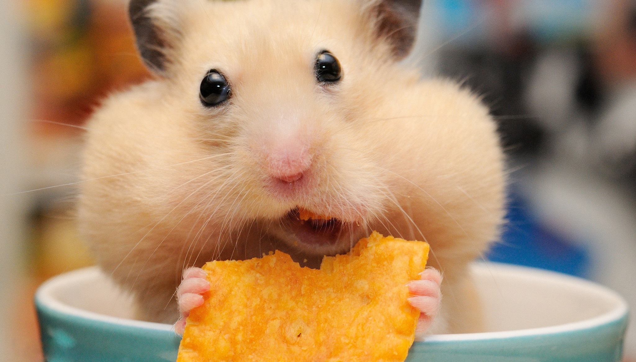 HD hamster wallpapers, Adorable and furry, Curious little creatures, Cute hamster moments, 2050x1170 HD Desktop