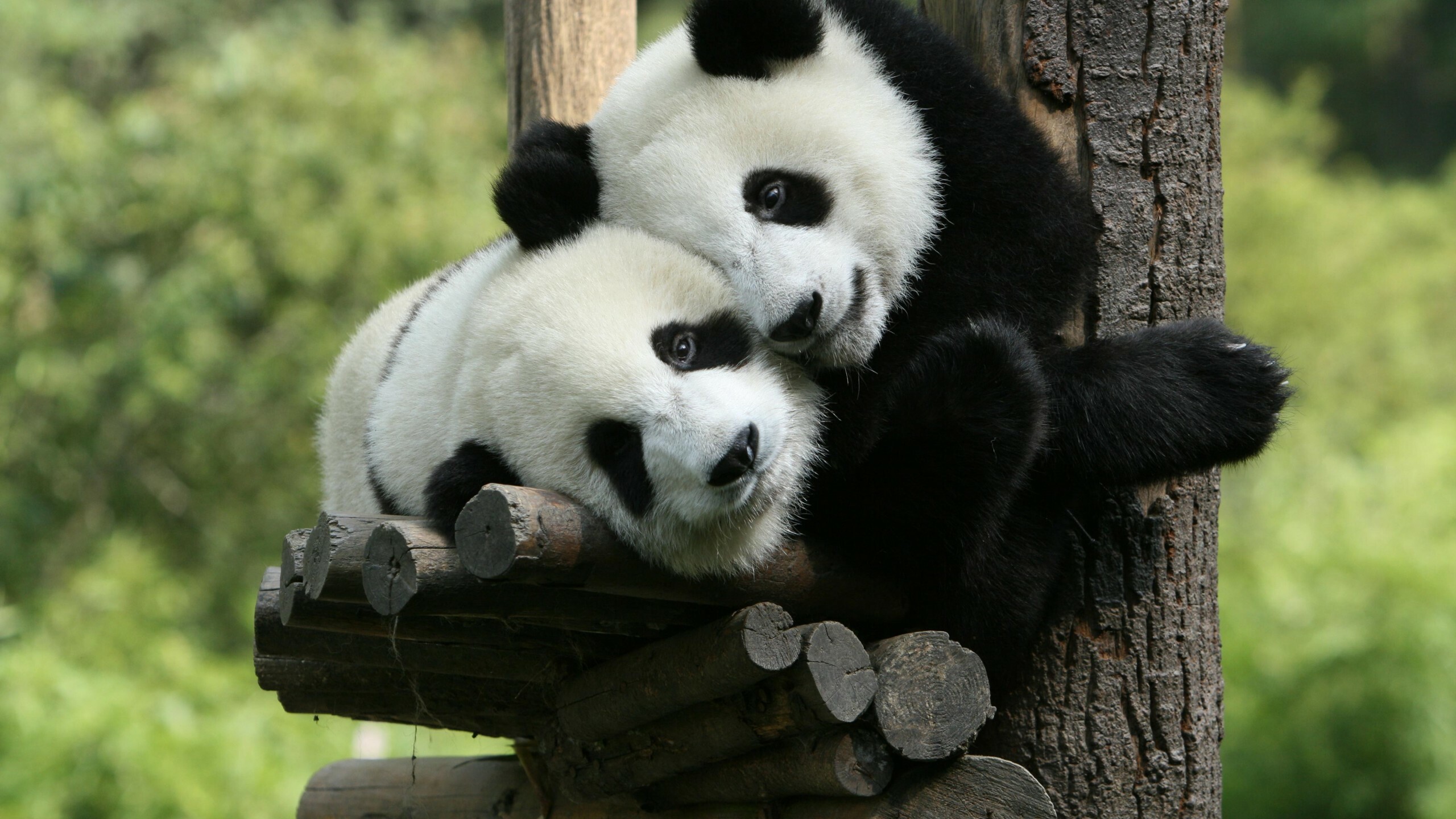 Panda: Bearlike mammals, Giant Panda Zoo, China, Cute animals. 2560x1440 HD Wallpaper.