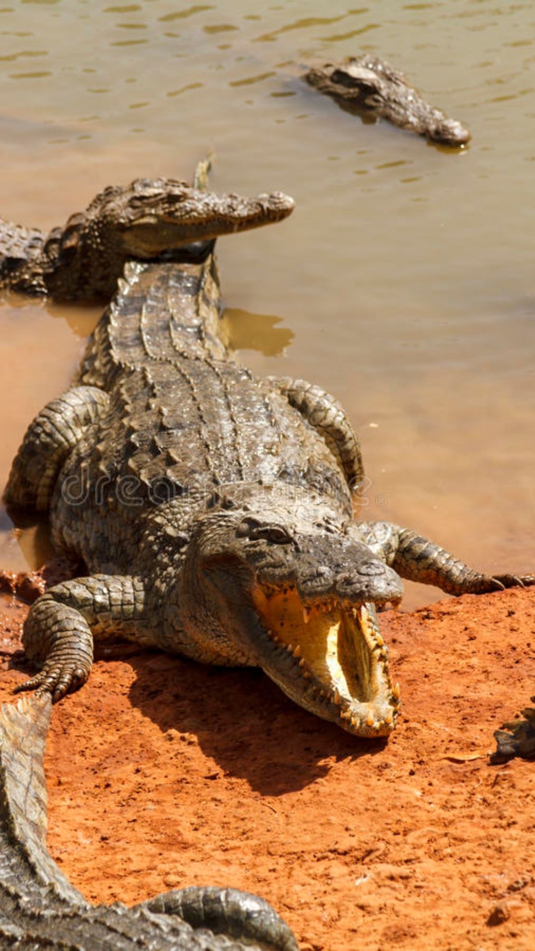 Crocodile: Crocodylus porosus has a wide snout compared to most crocodiles. 1080x1920 Full HD Wallpaper.
