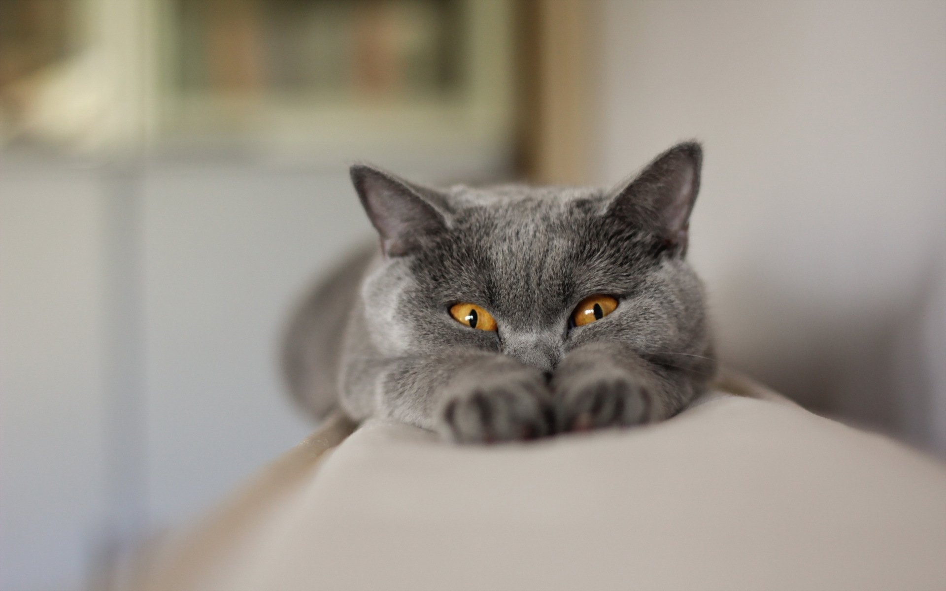 Chartreux Cat, High-definition wallpapers, Stunning images, Graceful posture, 1920x1200 HD Desktop