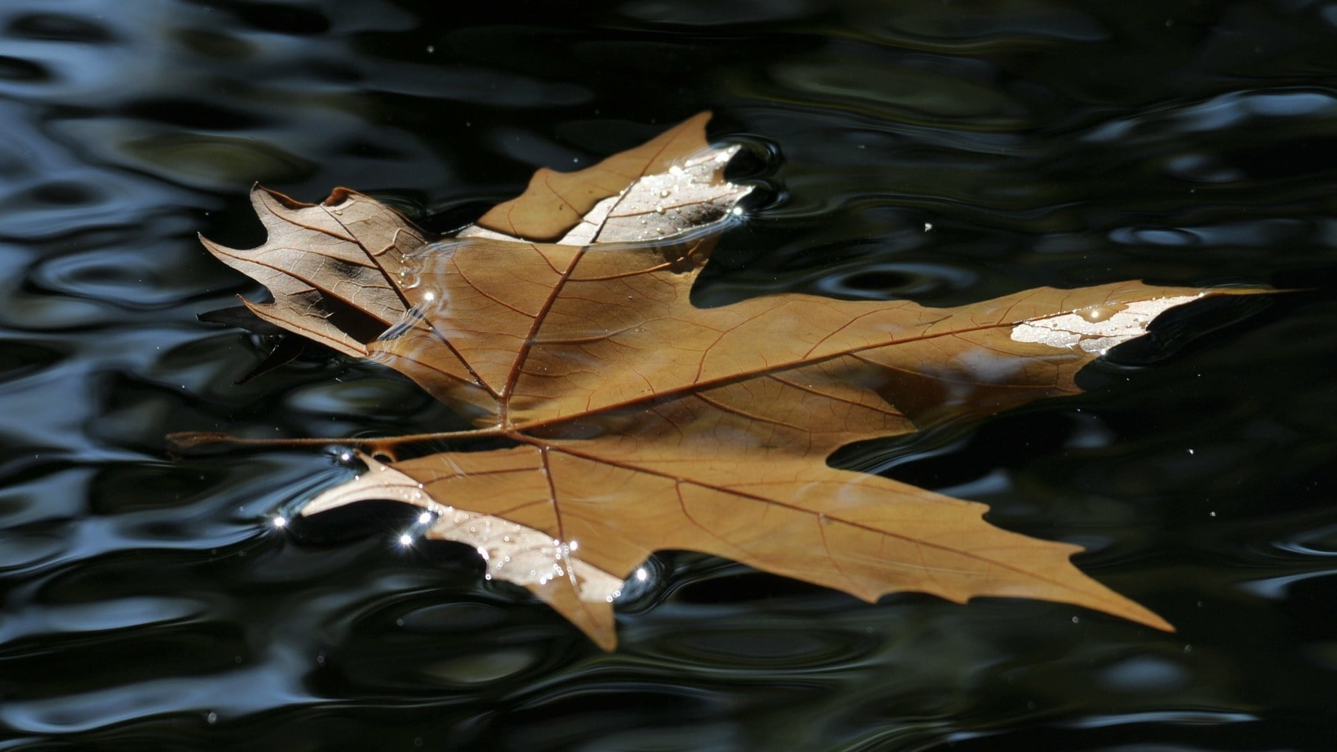 Brown maple leaf, Reflective surface, Tranquil water, Natural element, 1920x1080 Full HD Desktop