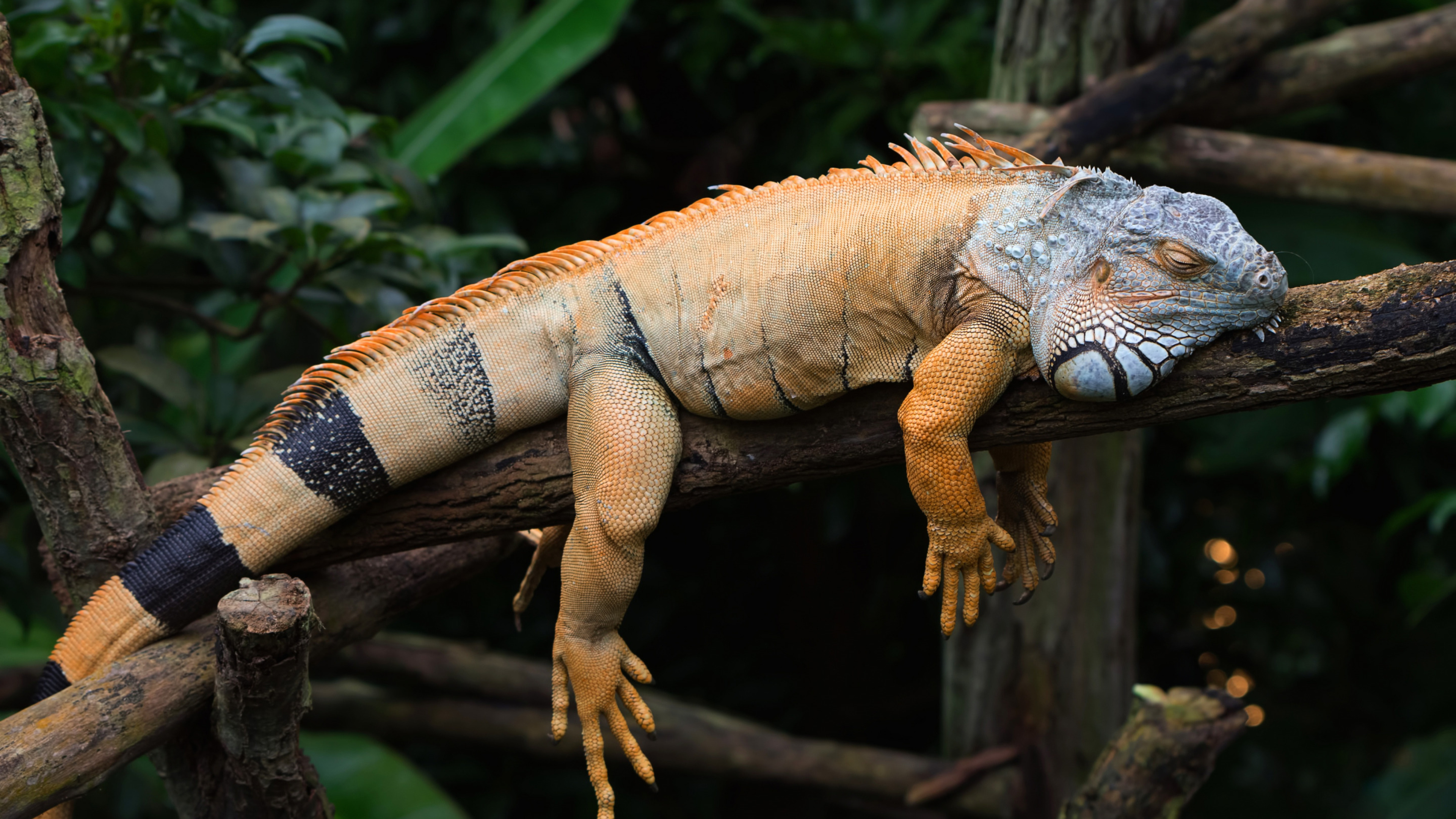 Iguana, Animal, Reptile, Retina display, 3840x2160 4K Desktop