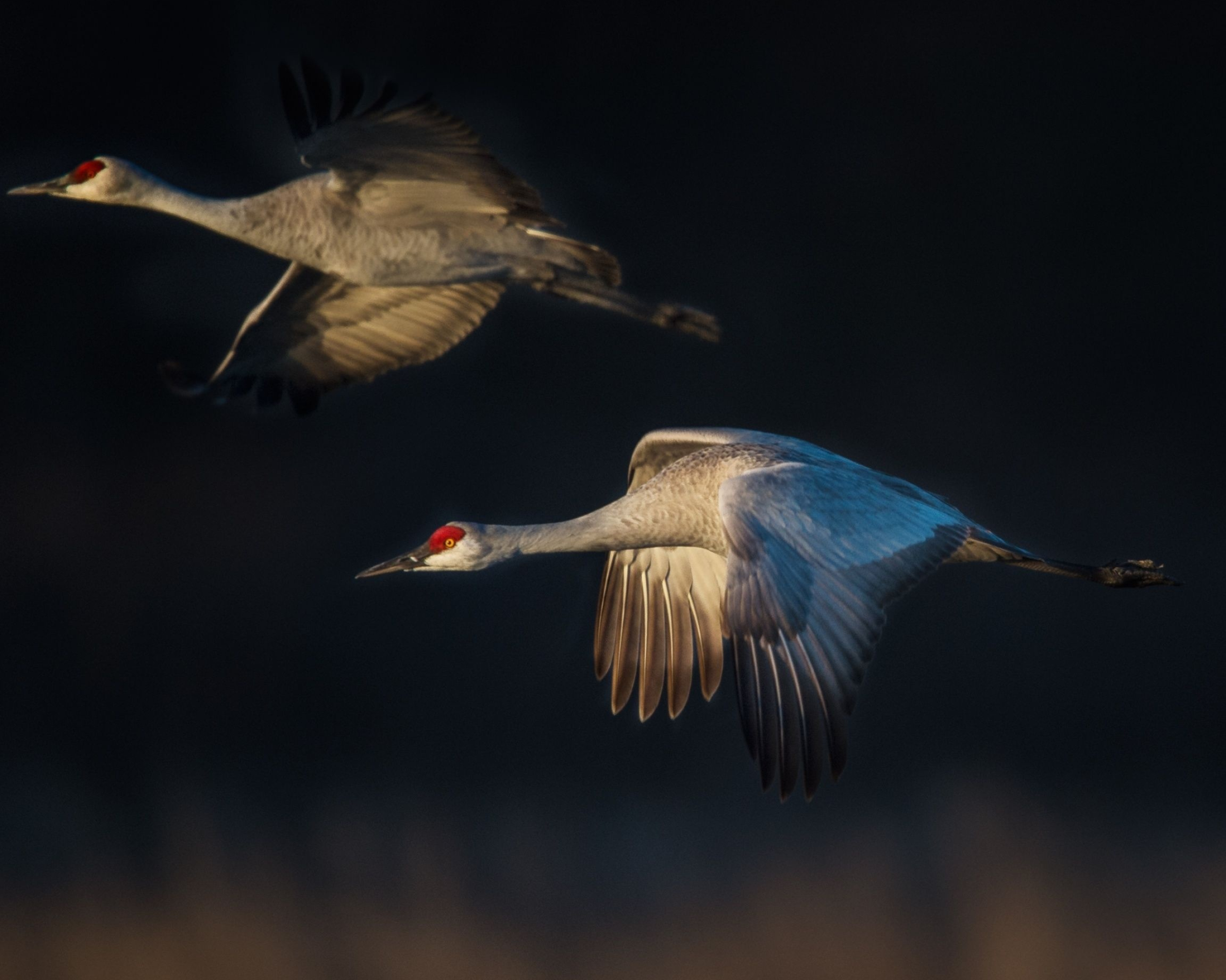 Sandhill crane wallpapers, Stunning bird photography, Nature's marvel, Feathered beauty, 2560x2050 HD Desktop