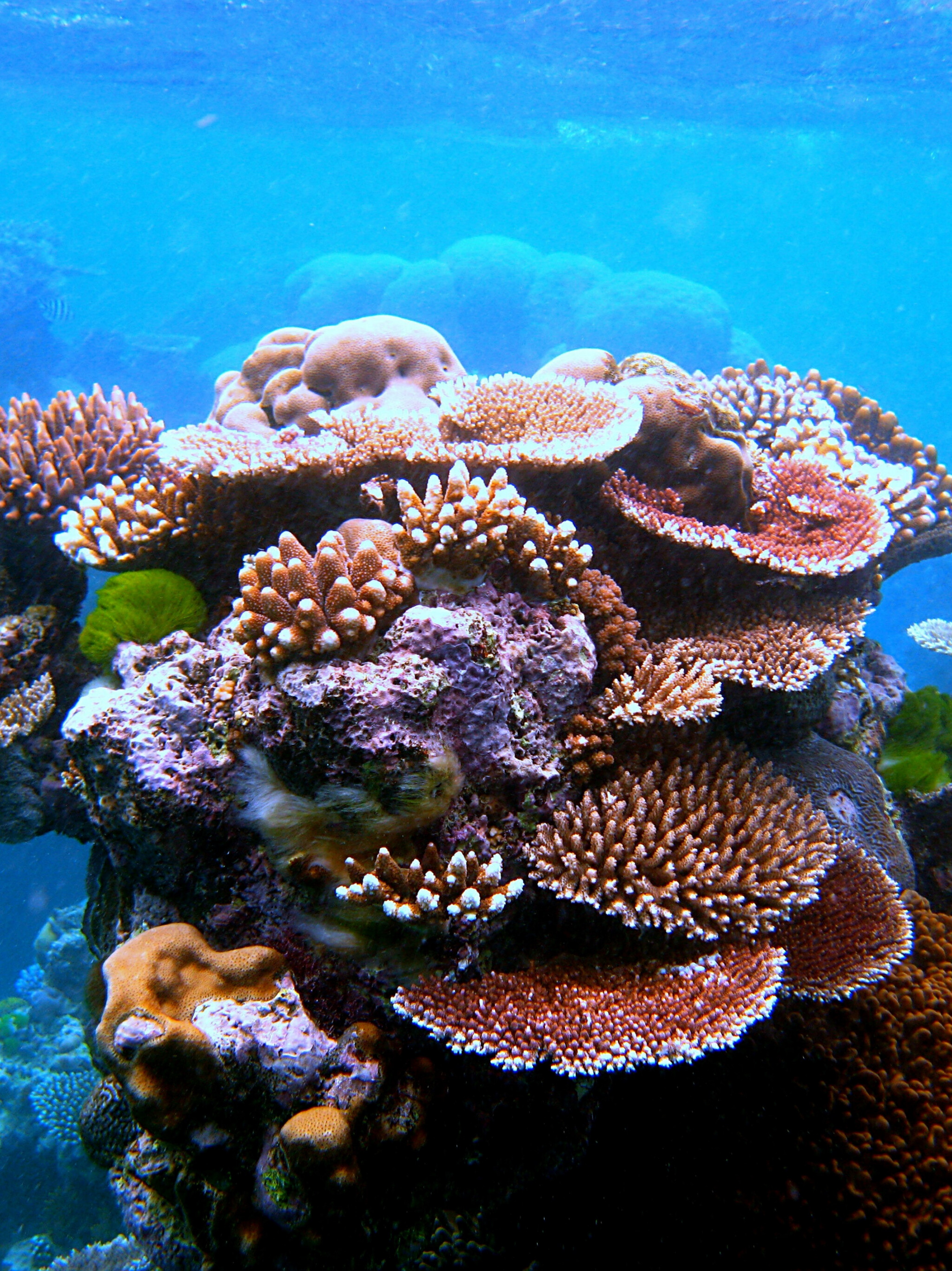 Coral Reef: Barrier reefs are separated from a mainland or island shore by a deep channel or lagoon. 2050x2740 HD Background.