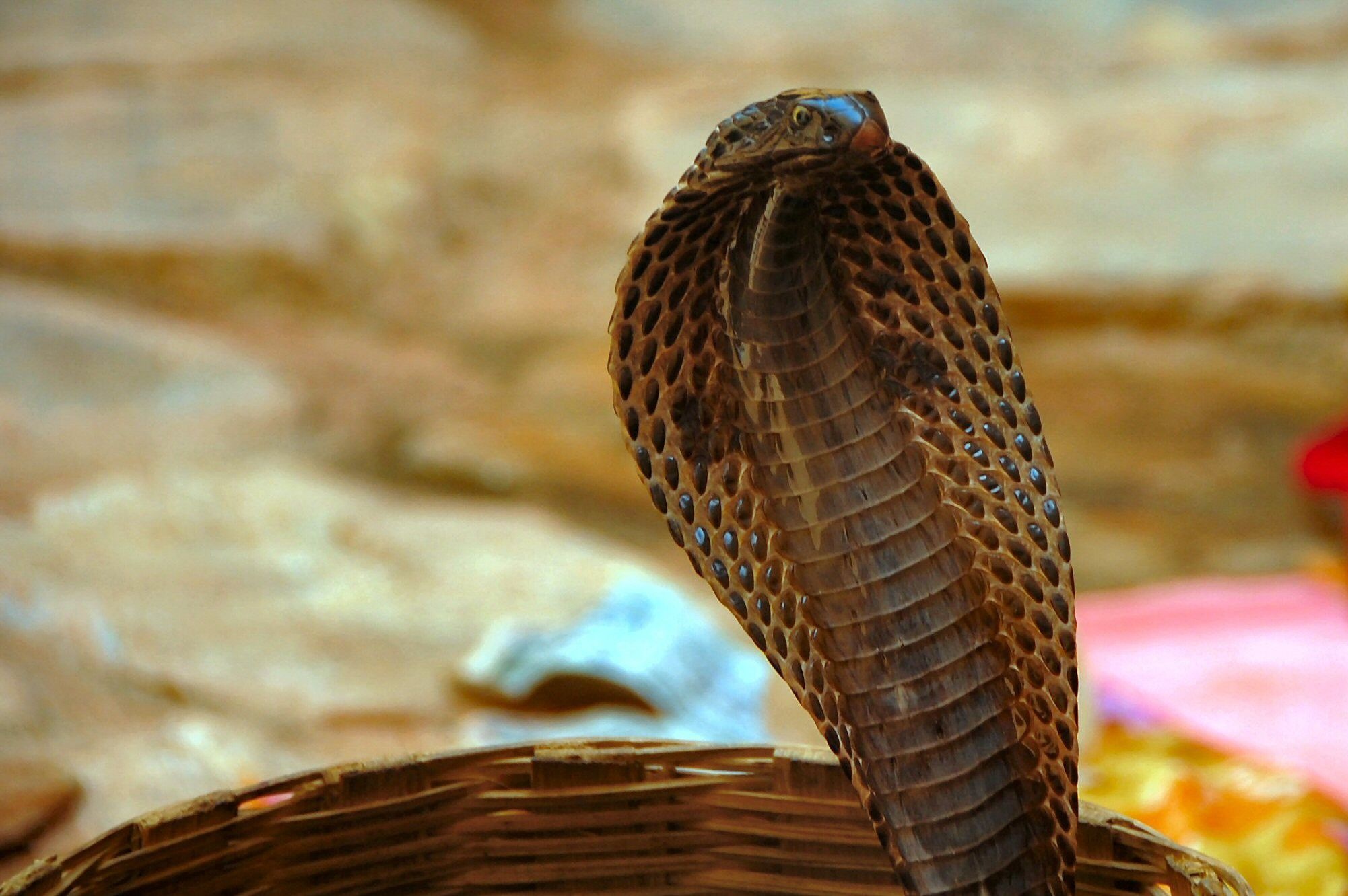 Cobra deadly charm, Nature's fearsome creatures, Animal kingdom marvels, Captivating HD wallpapers, 2010x1340 HD Desktop