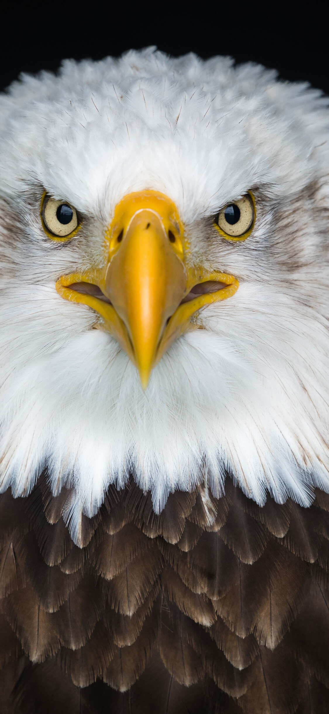 Bird: Eagle, Predator, Warm-blooded vertebrate of the class Aves. 1130x2440 HD Background.