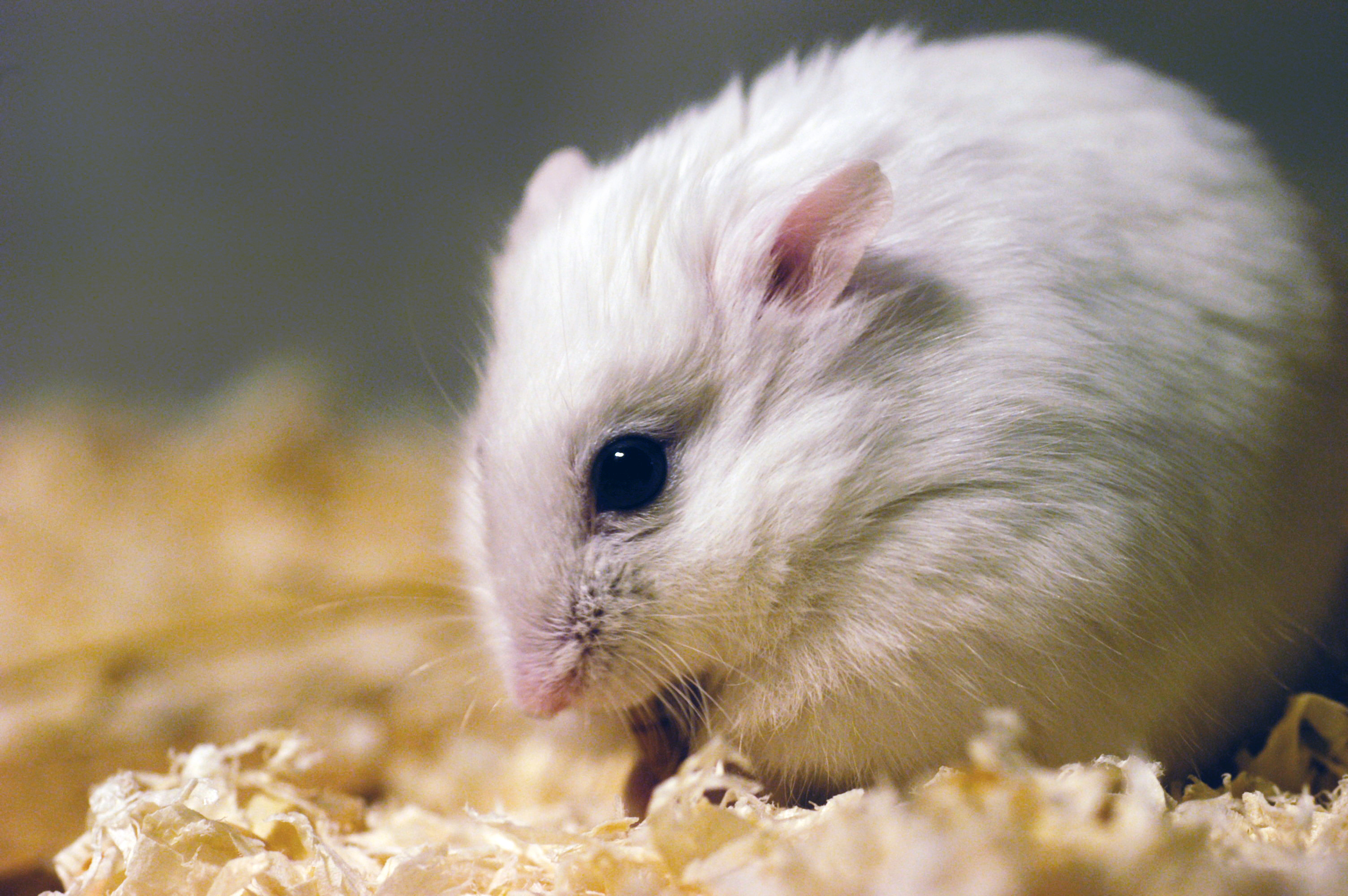 Siberian dwarf hamster, Encyclopedia of life, Tiny and adorable, Furry little critter, 3010x2000 HD Desktop