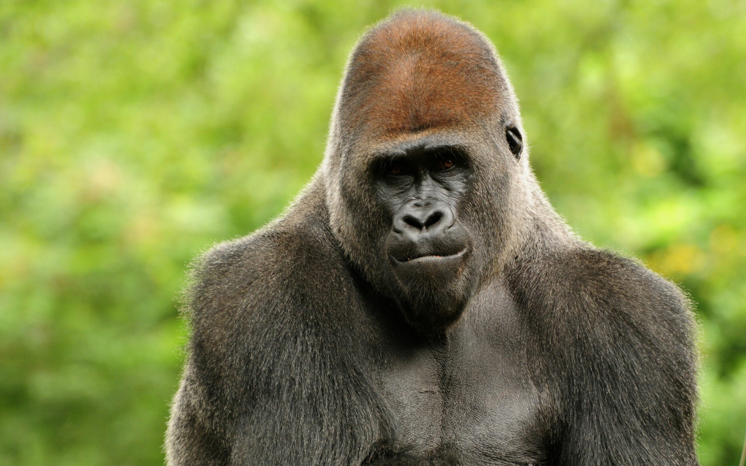 Ape: The largest of the great apes, gorillas are stocky animals with broad chests and shoulders, large, human-like hands, and small eyes set into hairless faces. 2560x1600 HD Wallpaper.