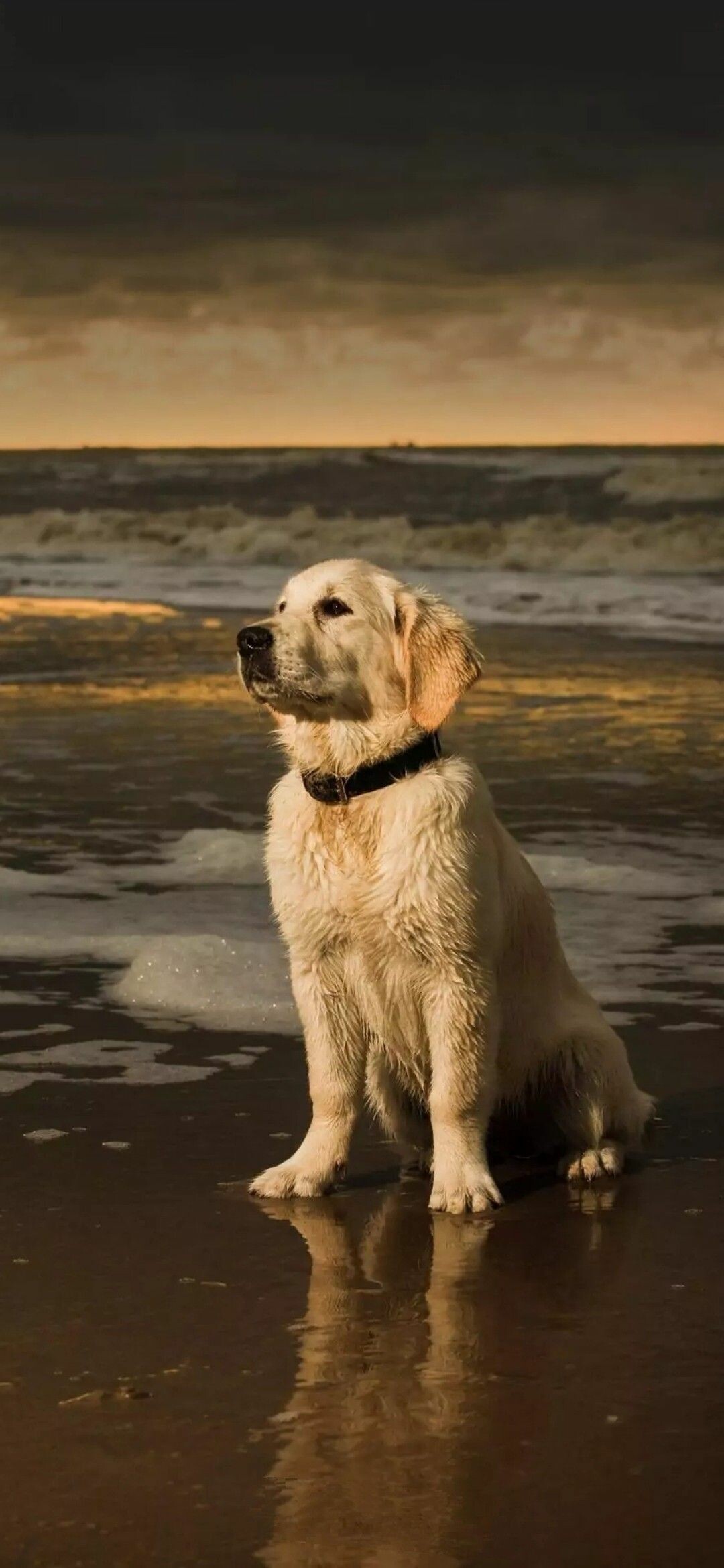 Labrador Retriever: Beautiful dogs, Cute baby animals, Puppy. 1080x2340 HD Background.