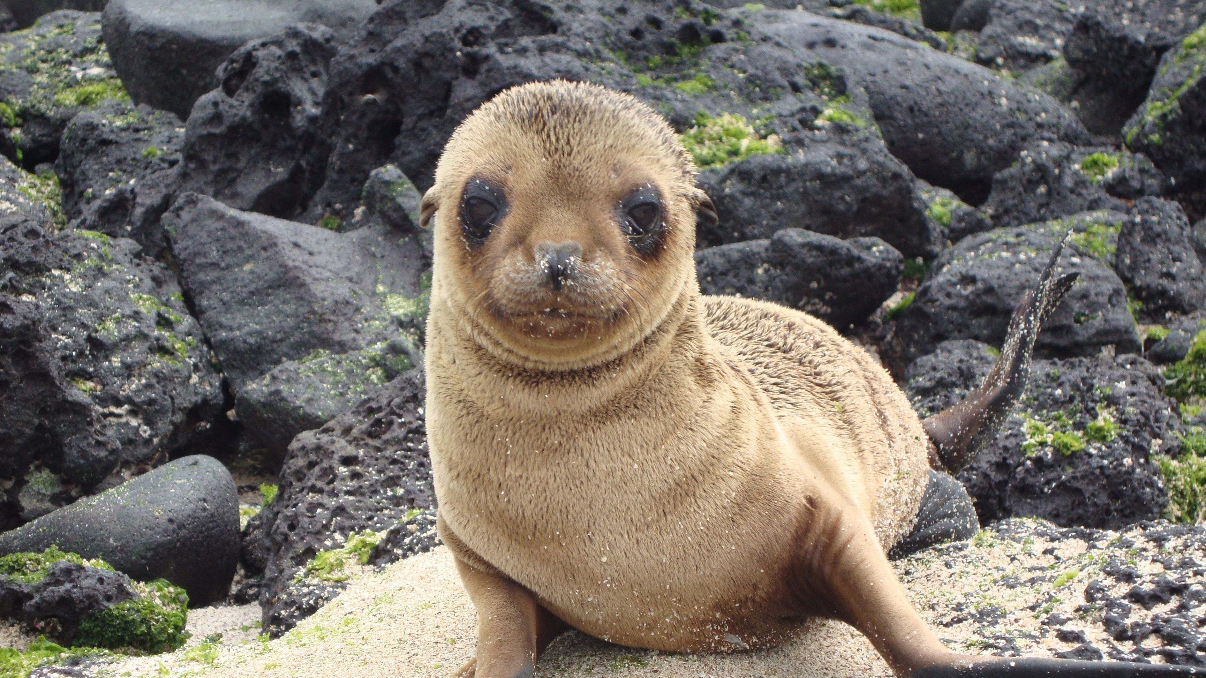 Sea lion eared seal, Cute animals wallpapers, Galapagos Islands beauty, High-resolution pictures, 3840x2160 4K Desktop