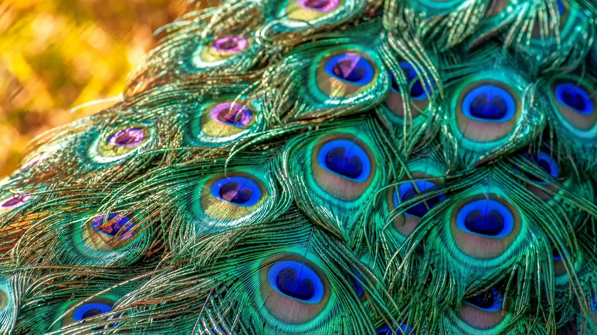 Peacock: Feathers, Bird, The "train" is made up of elongated upper tail coverts. 1920x1080 Full HD Wallpaper.