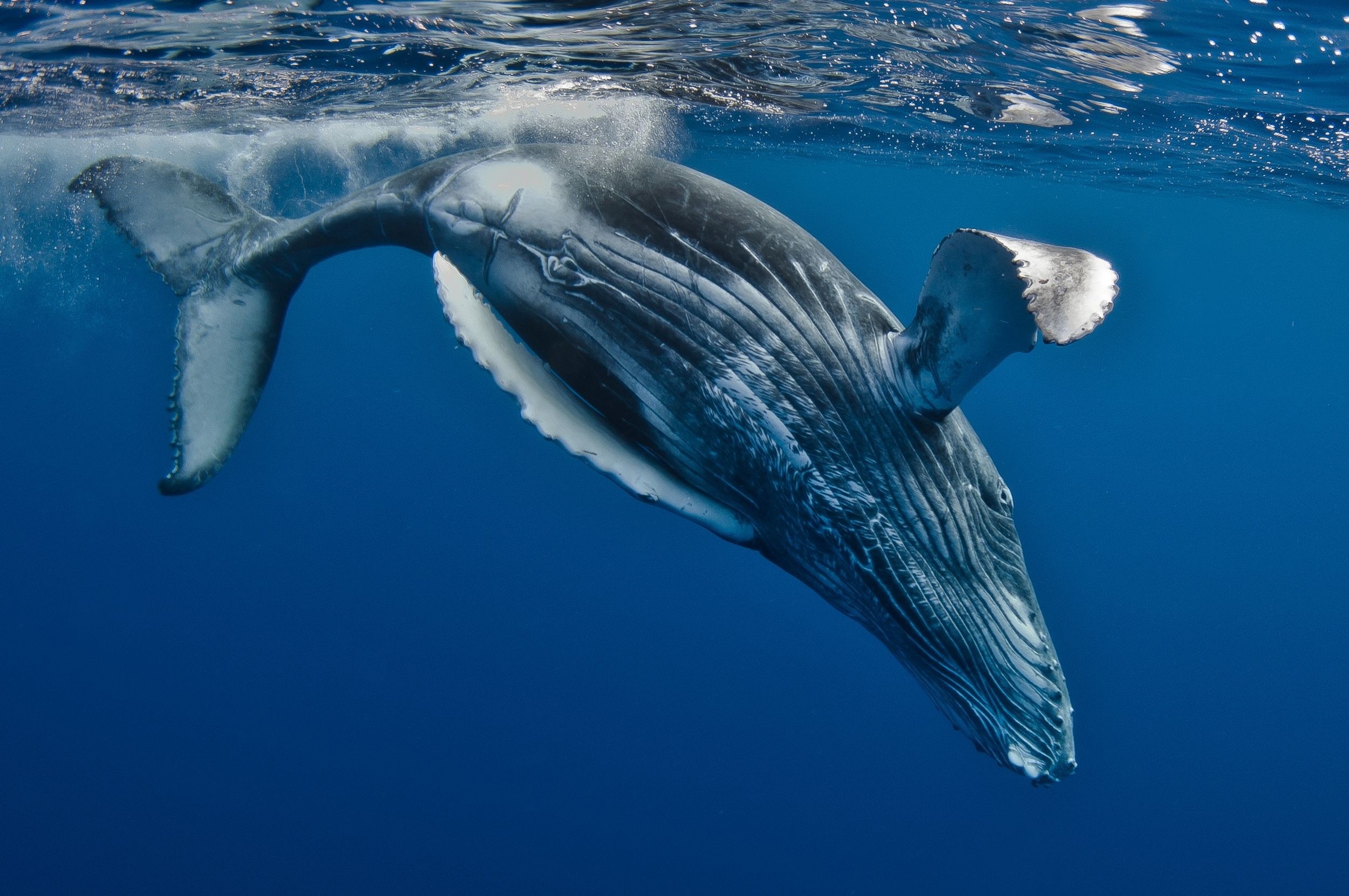 Whale photography, Humpback whale, Sea creature, Oceanic beauty, 2500x1670 HD Desktop