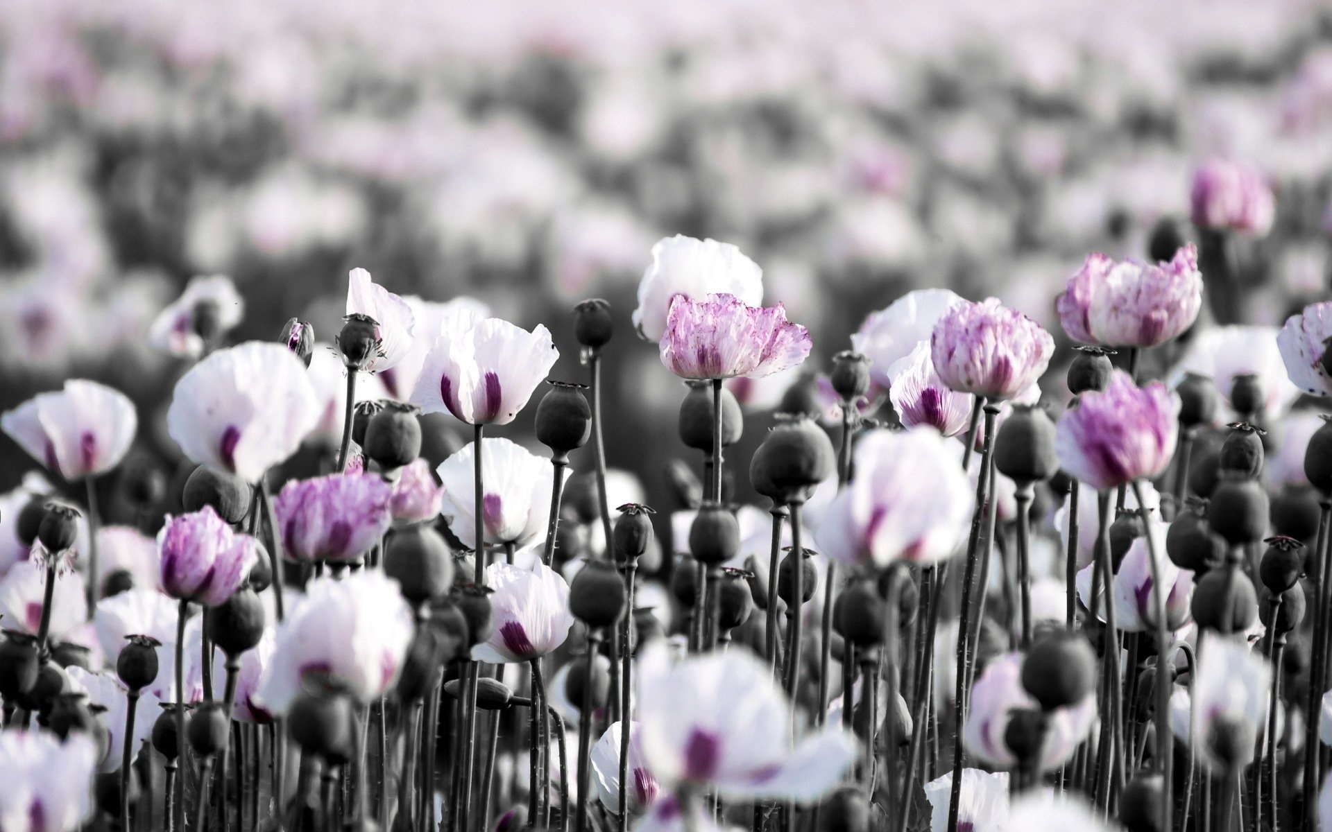 White Poppy, HD wallpaper, Background image, Graceful blossom, 1920x1200 HD Desktop