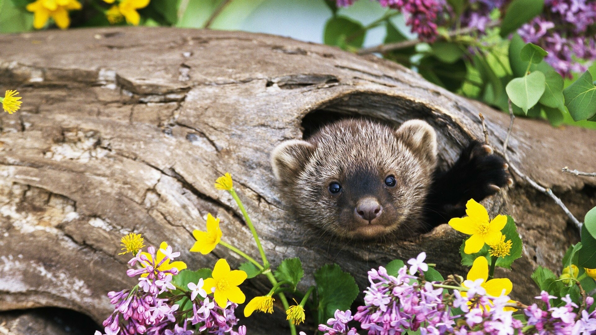 Ferret: A mammal of the Mustelidae family that belongs to the same genus as the weasel. 1920x1080 Full HD Background.