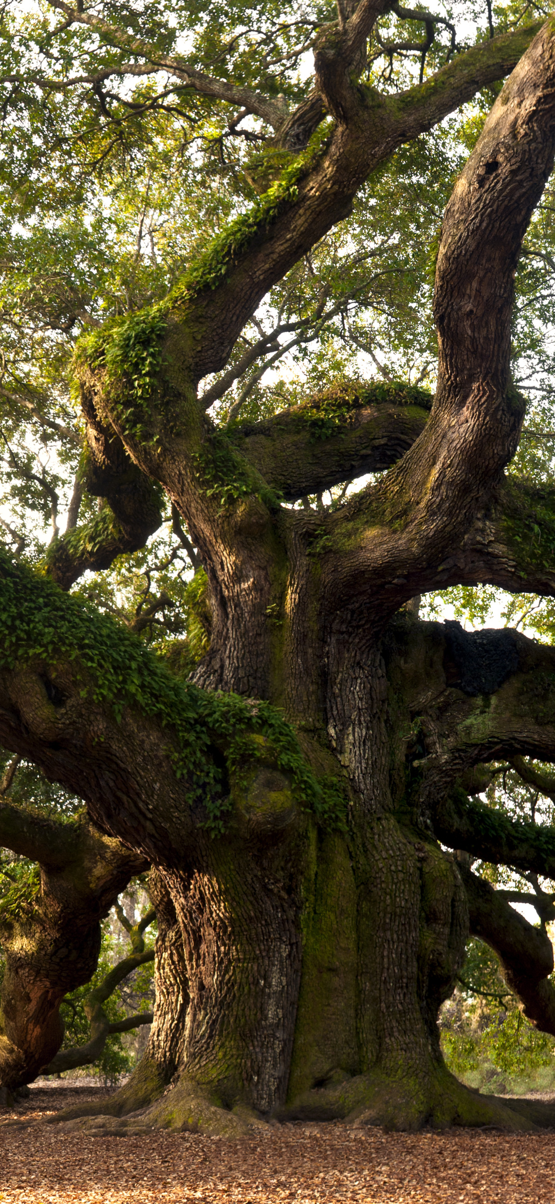 Earthly beauty, Angel oak tree, Majestic presence, Serene landscape, 1080x2340 HD Phone
