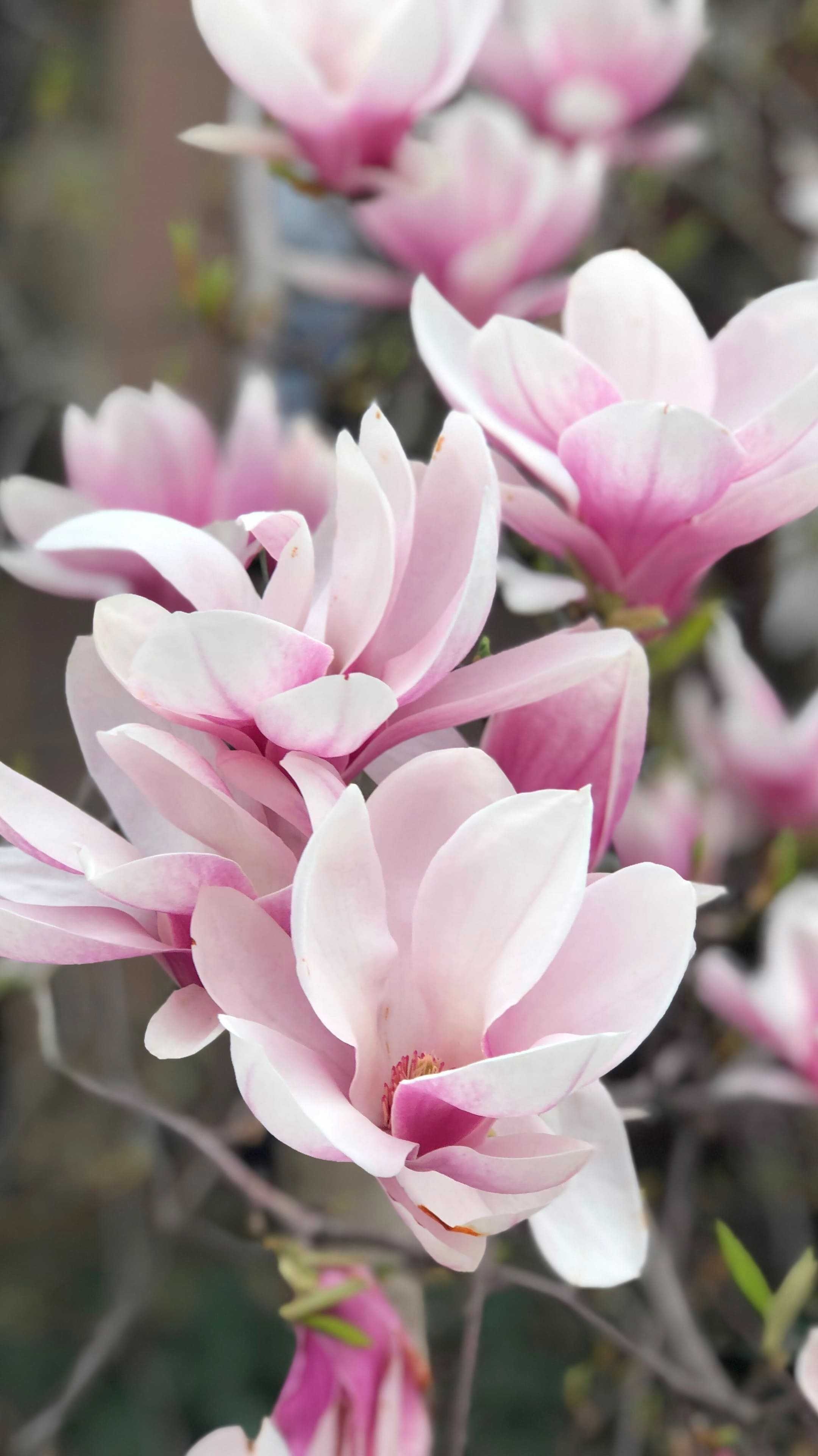 Magnolia wallpapers, Nature's grace, Floral wonderland, Elegant blossoms, 2160x3840 4K Handy