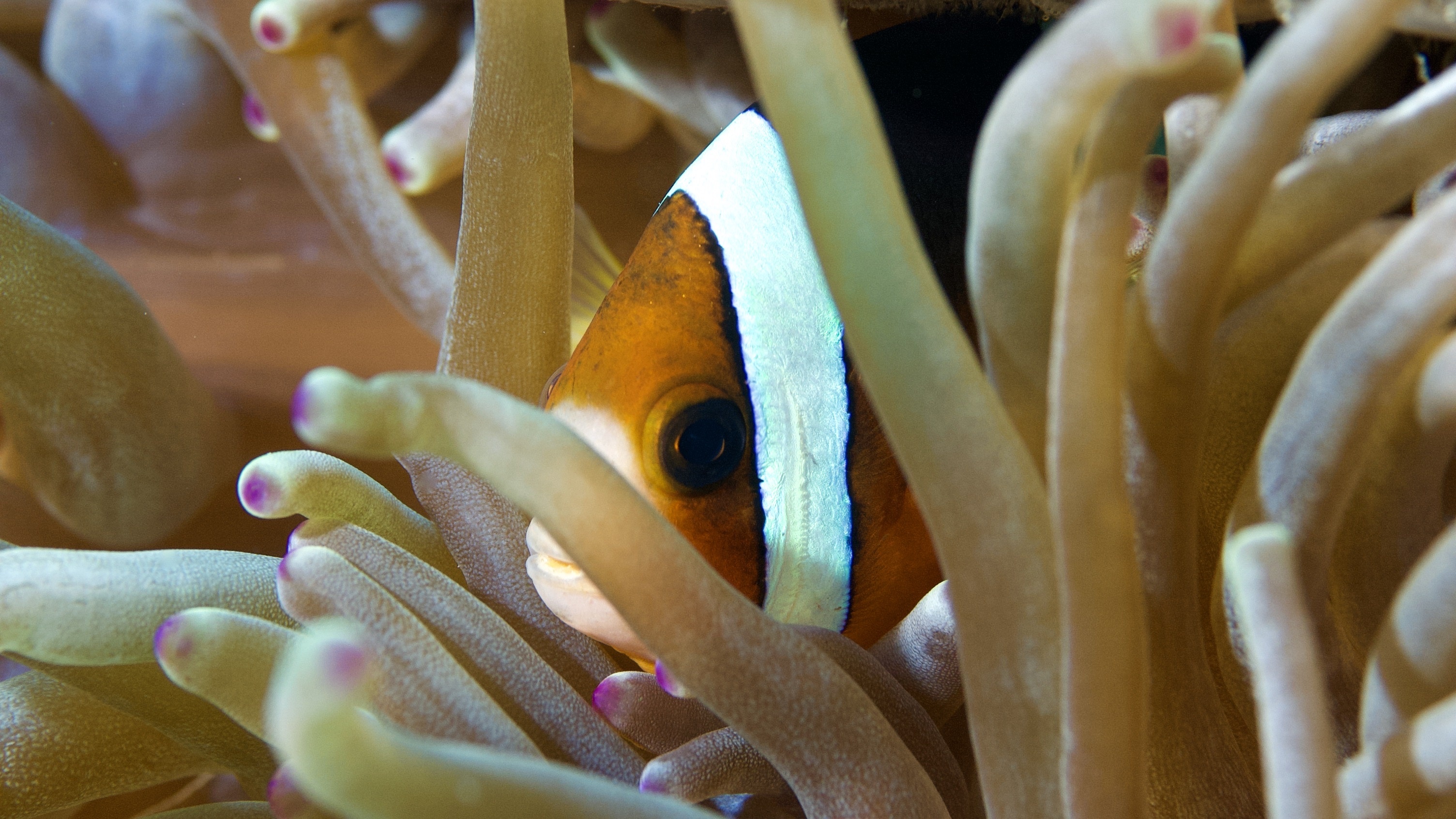 Stunning clownfish photos, Free download, Marine beauty, Underwater wonder, 3010x1700 HD Desktop