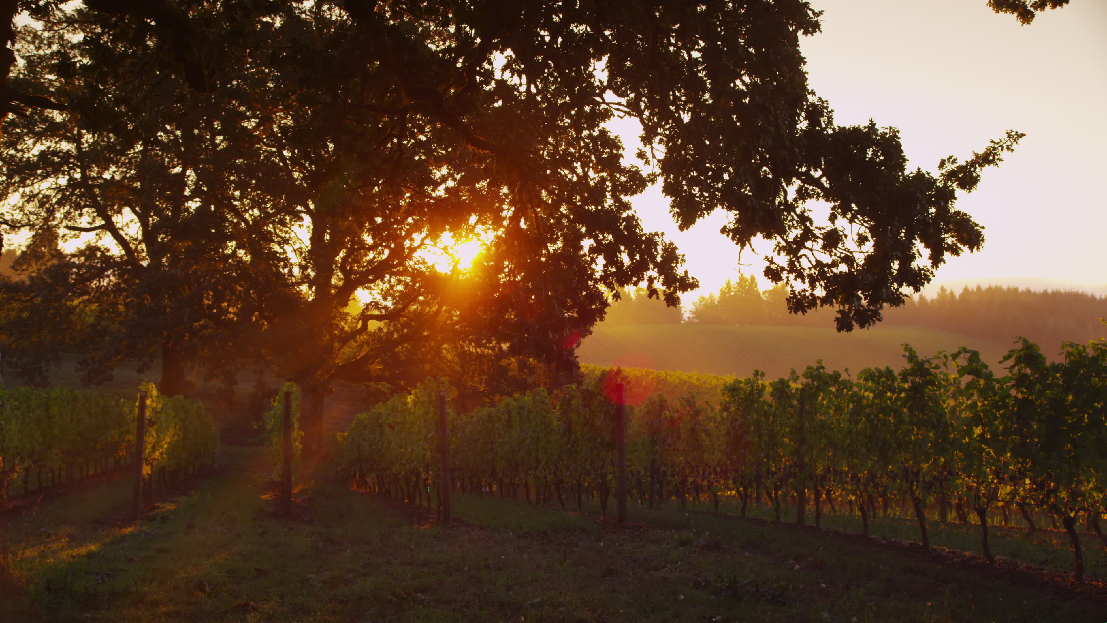 Sunlit oak tree in vineyard, Sunrise beauty, 4K UHD resolution, Serene ambiance, 3840x2160 4K Desktop
