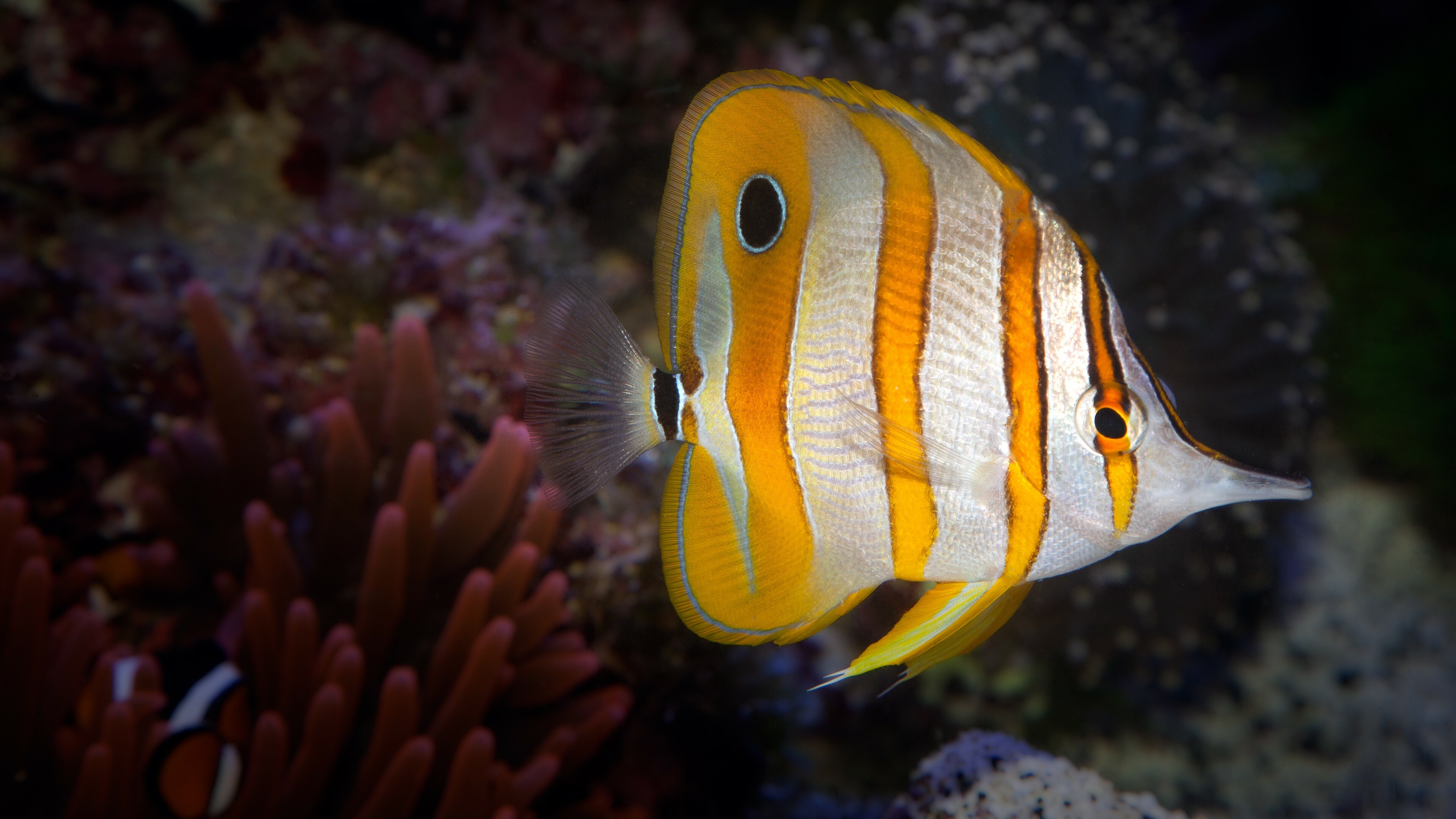Coral Reef: Fish, Aquatic Life, Corals, Reefs. 3840x2160 4K Wallpaper.