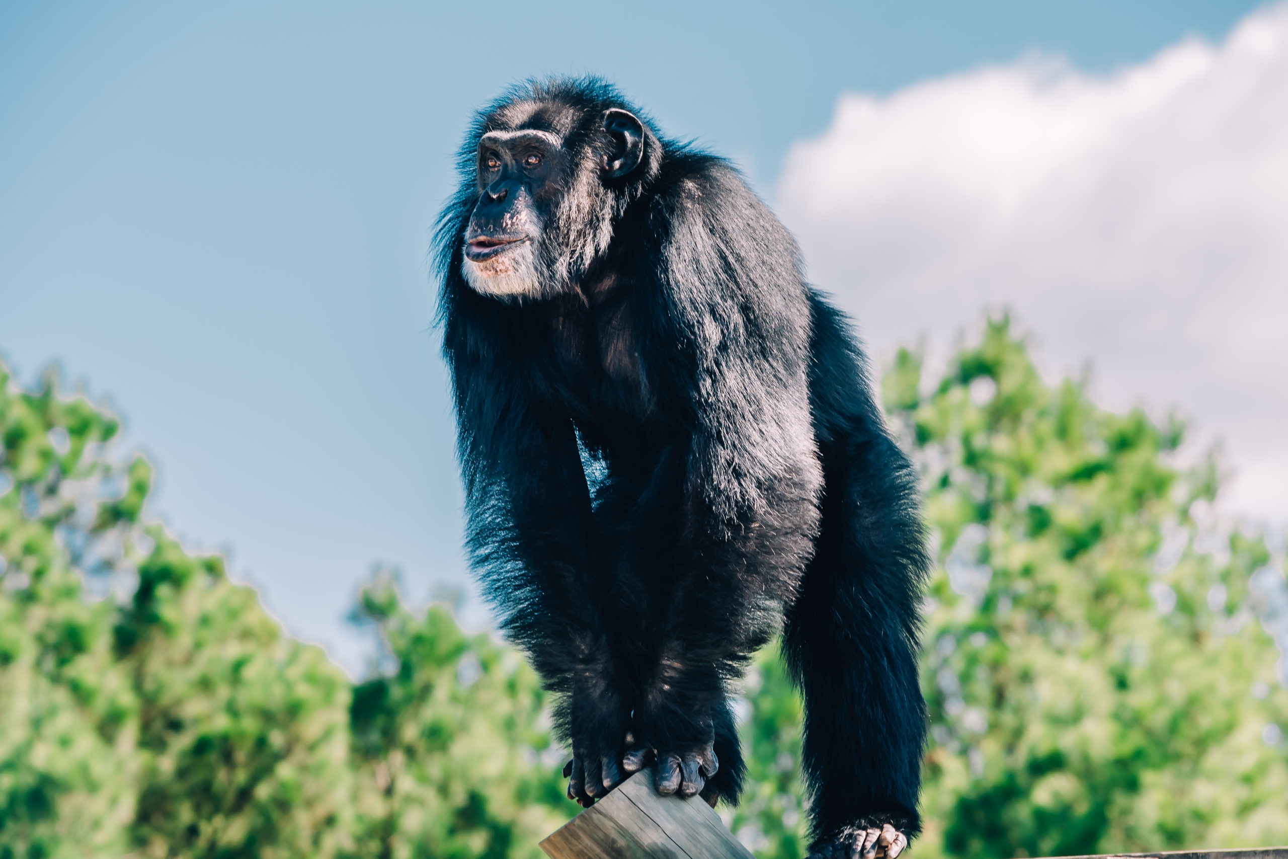 Chimps as pets, Chimpanzee sanctuary, Wildlife conservation, 2560x1710 HD Desktop