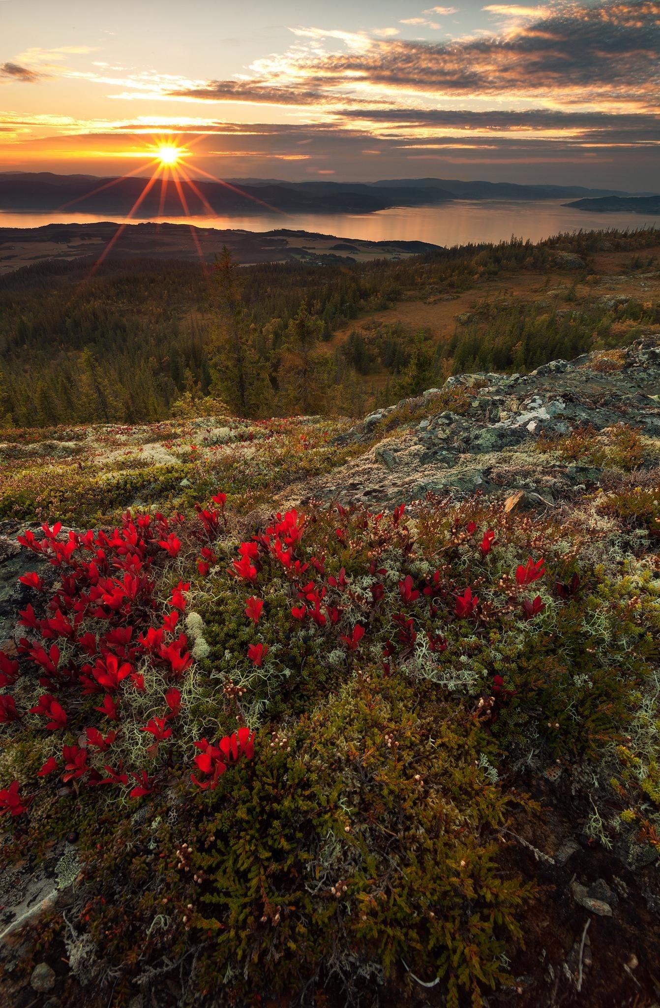 Landscape: An outstanding view of the mountain lake during the sunset, Red flowers. 1350x2050 HD Wallpaper.